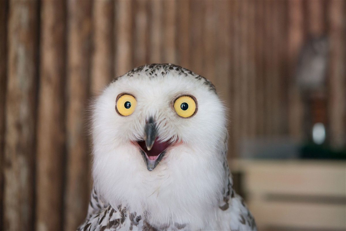 Owl photo are flooding the internet