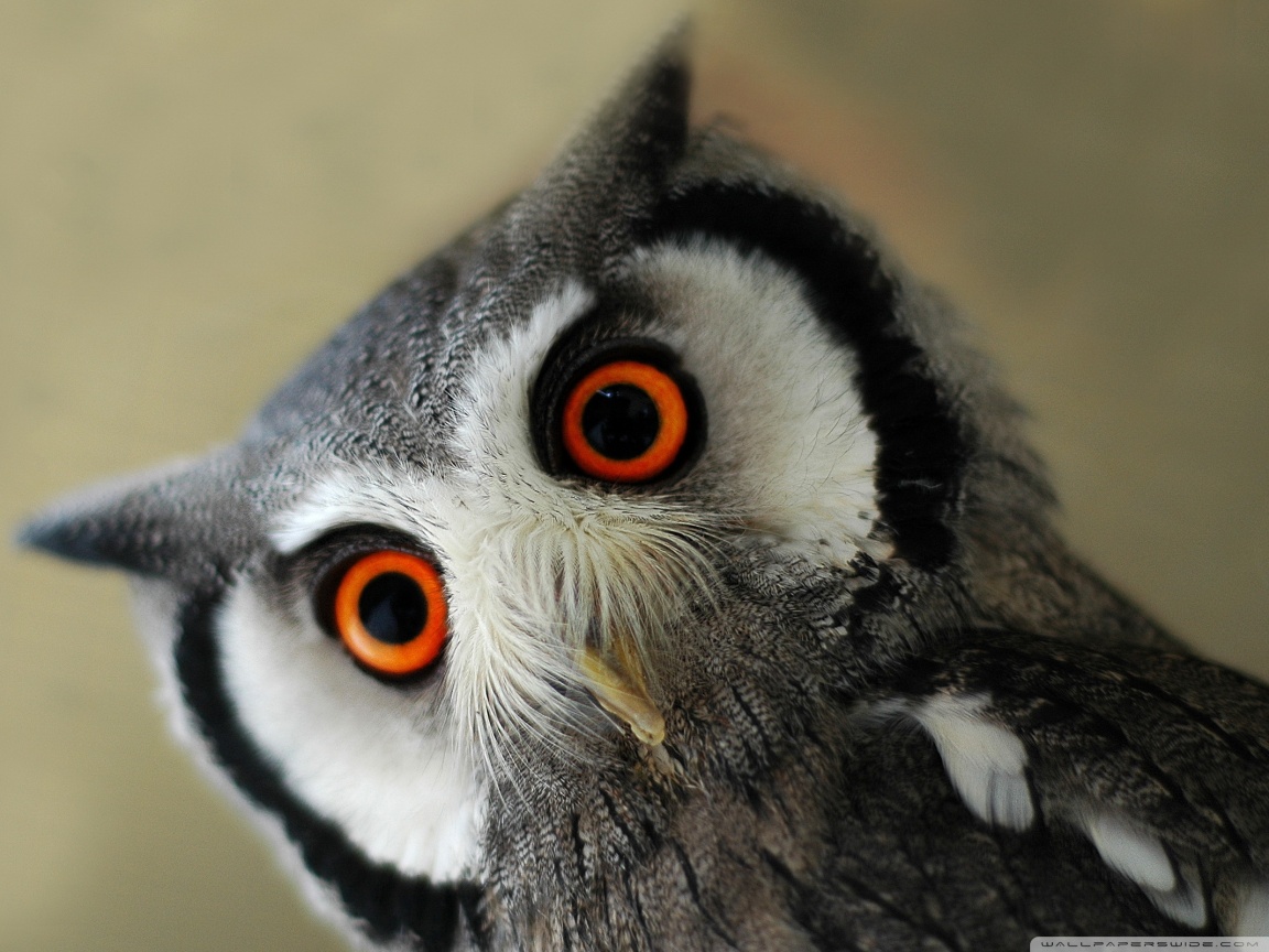 Owl Ultra HD Desktop Background