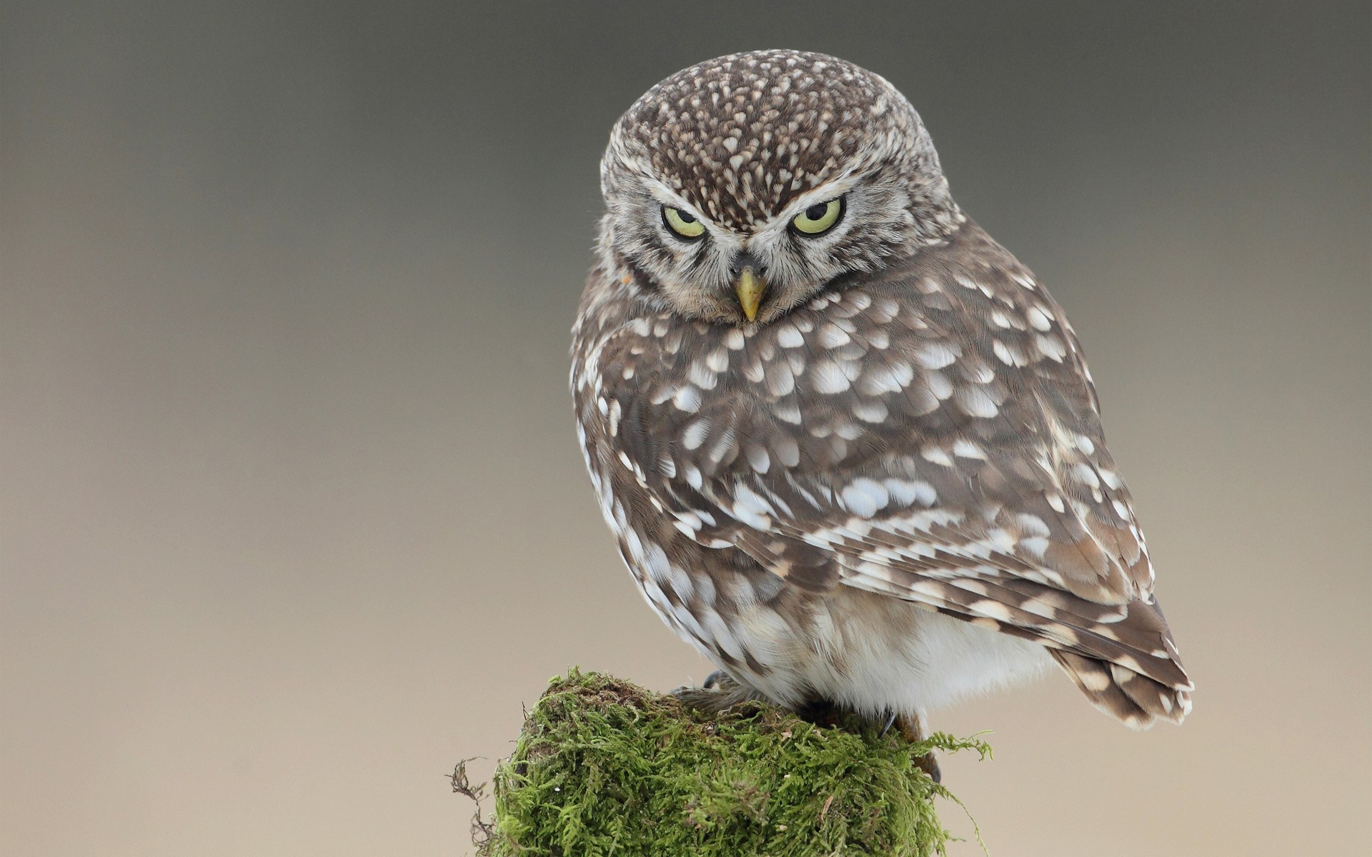 Download Bird Animal Owl HD Wallpaper