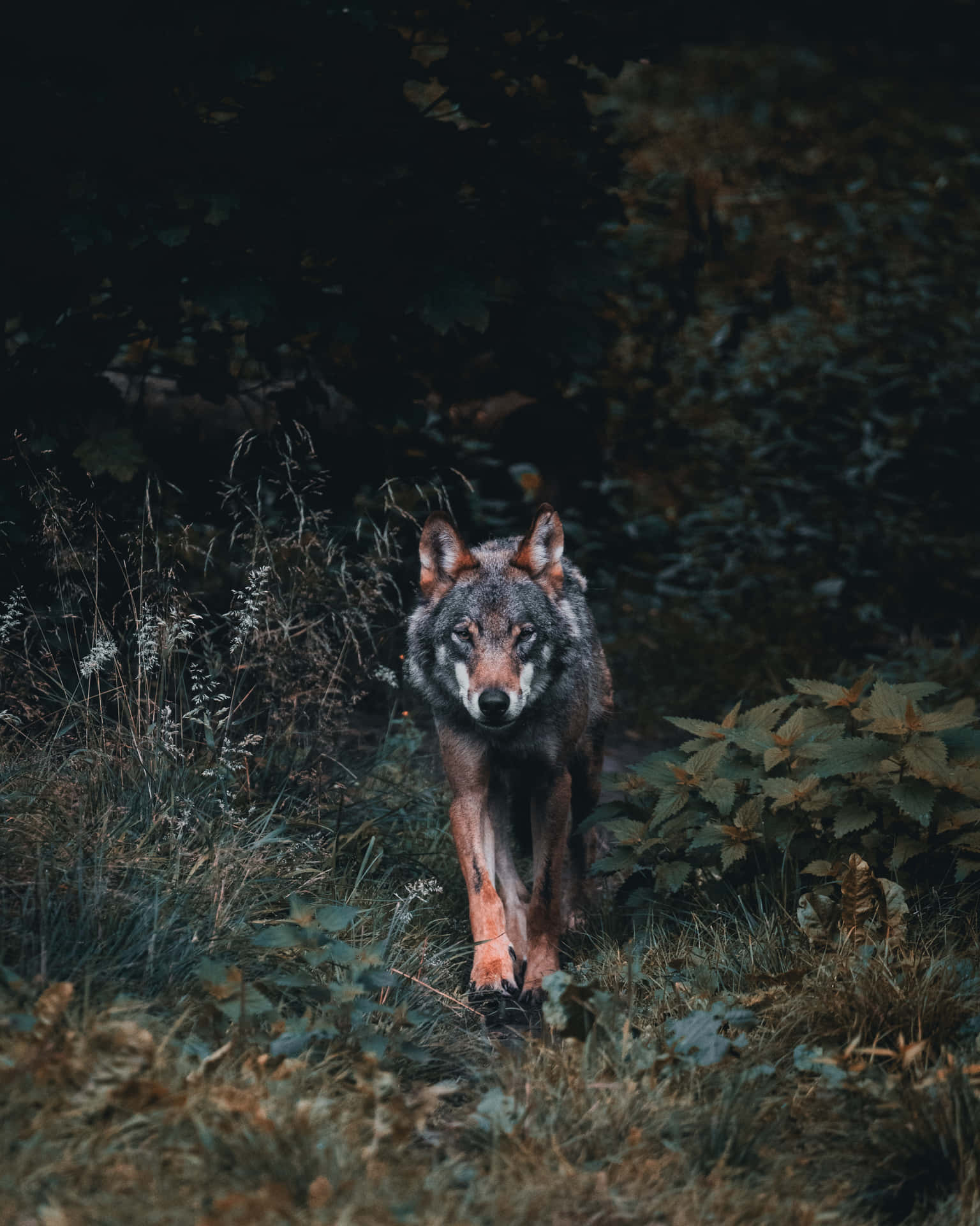 Wolf Phone Wallpaper