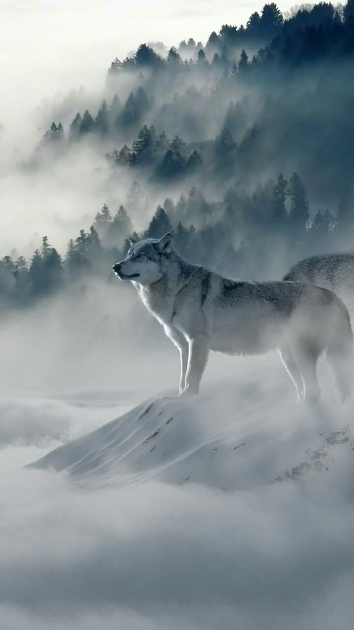 Wolves. Snow