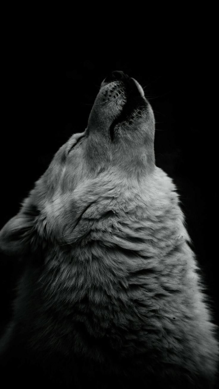 iPhone wallpaper wolf, Wolf wallpaper