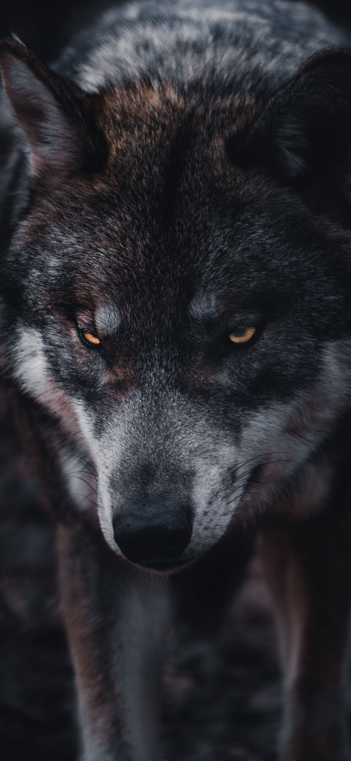 Wolf Wallpaper for iPhone 11, Pro Max
