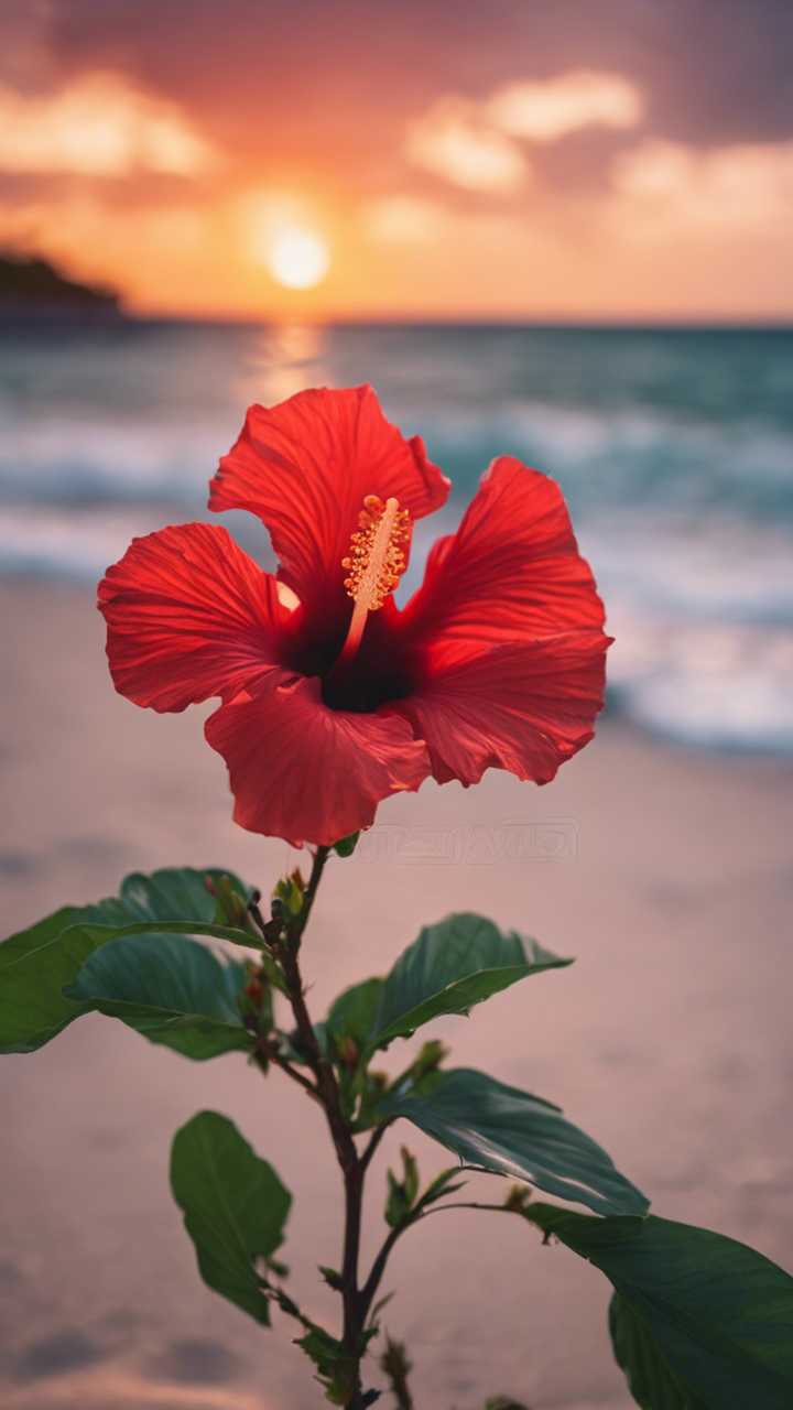 A red hibiscus flower blooming on a