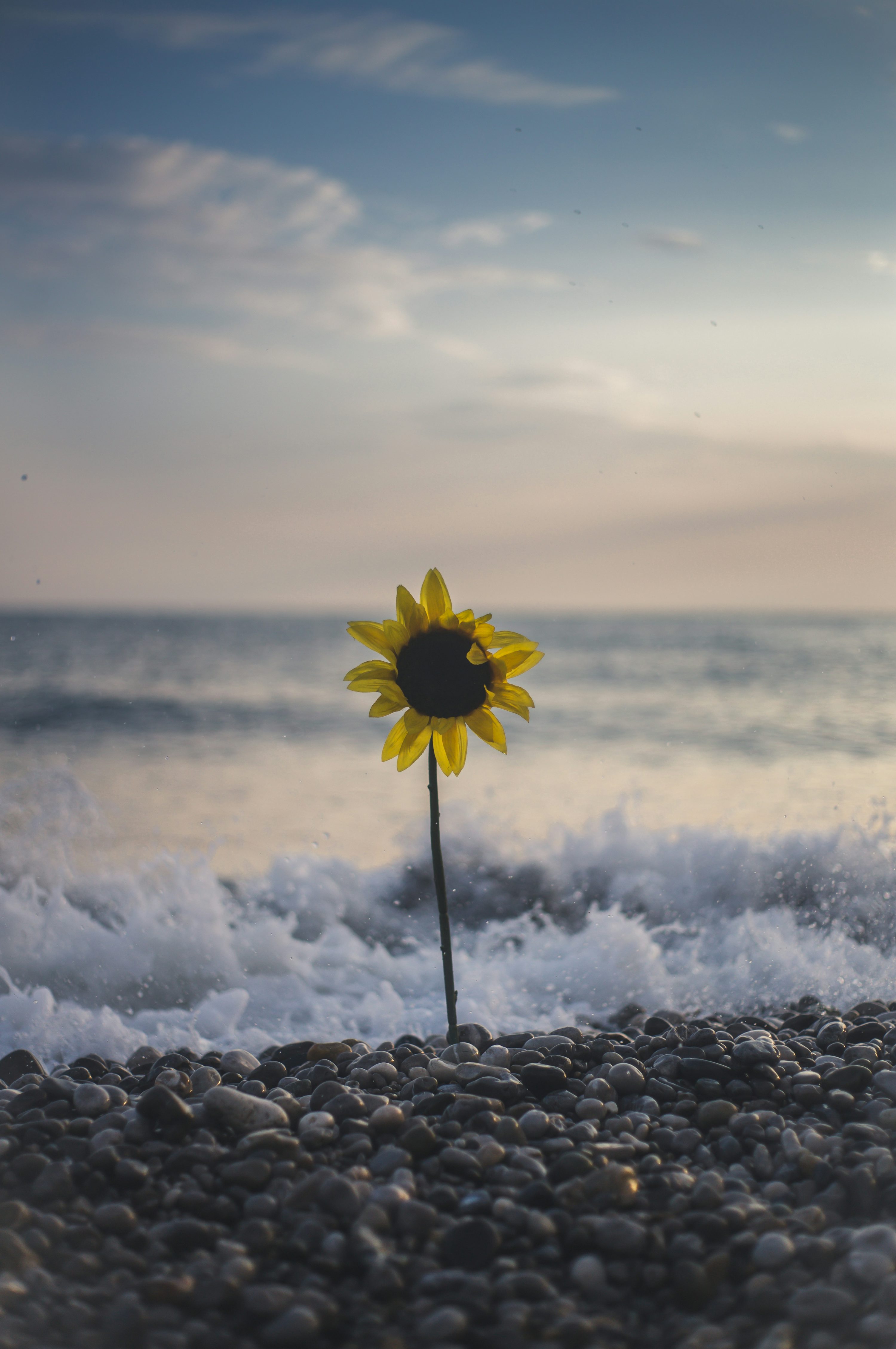 Beach Flower Picture. Download Free