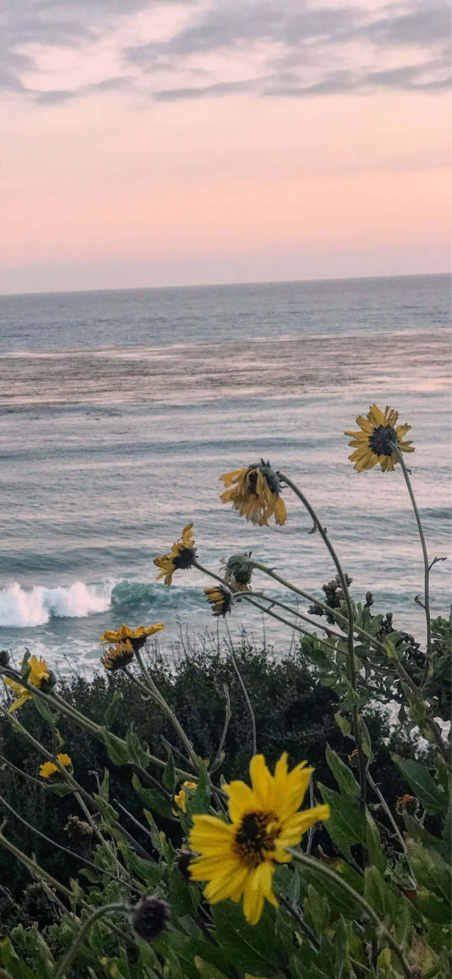 iPhone Xs Max Malibu Background Flowers