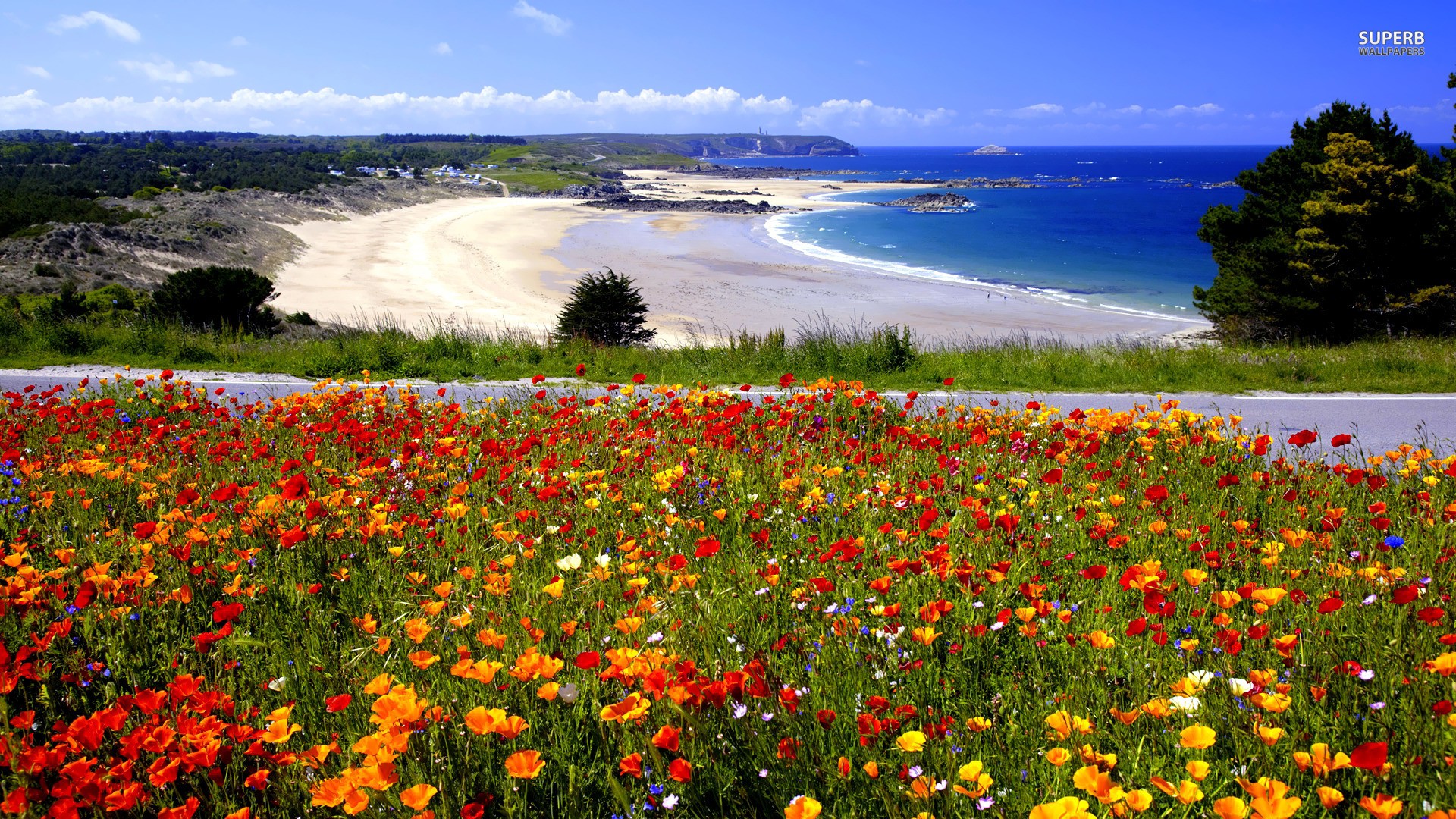 flowers, Beaches Wallpaper HD