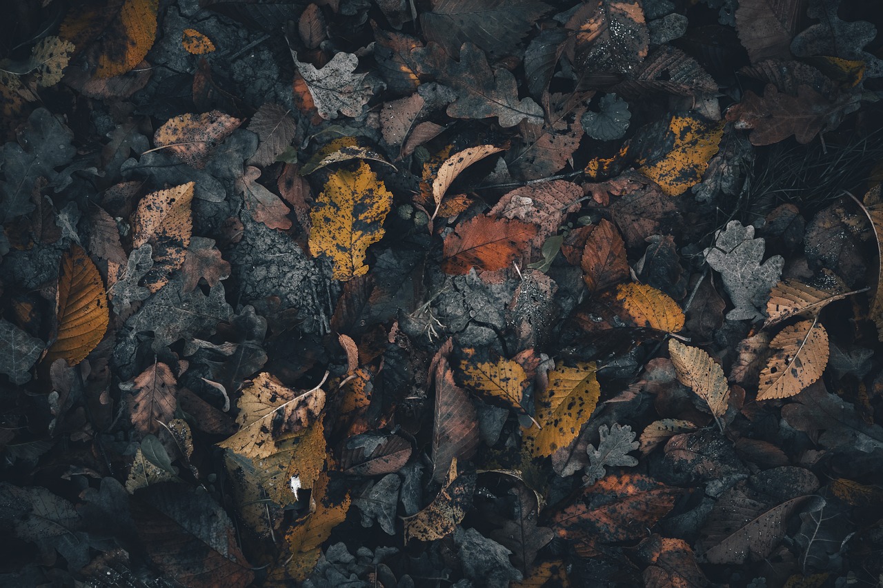 Autumn Fall Leaves