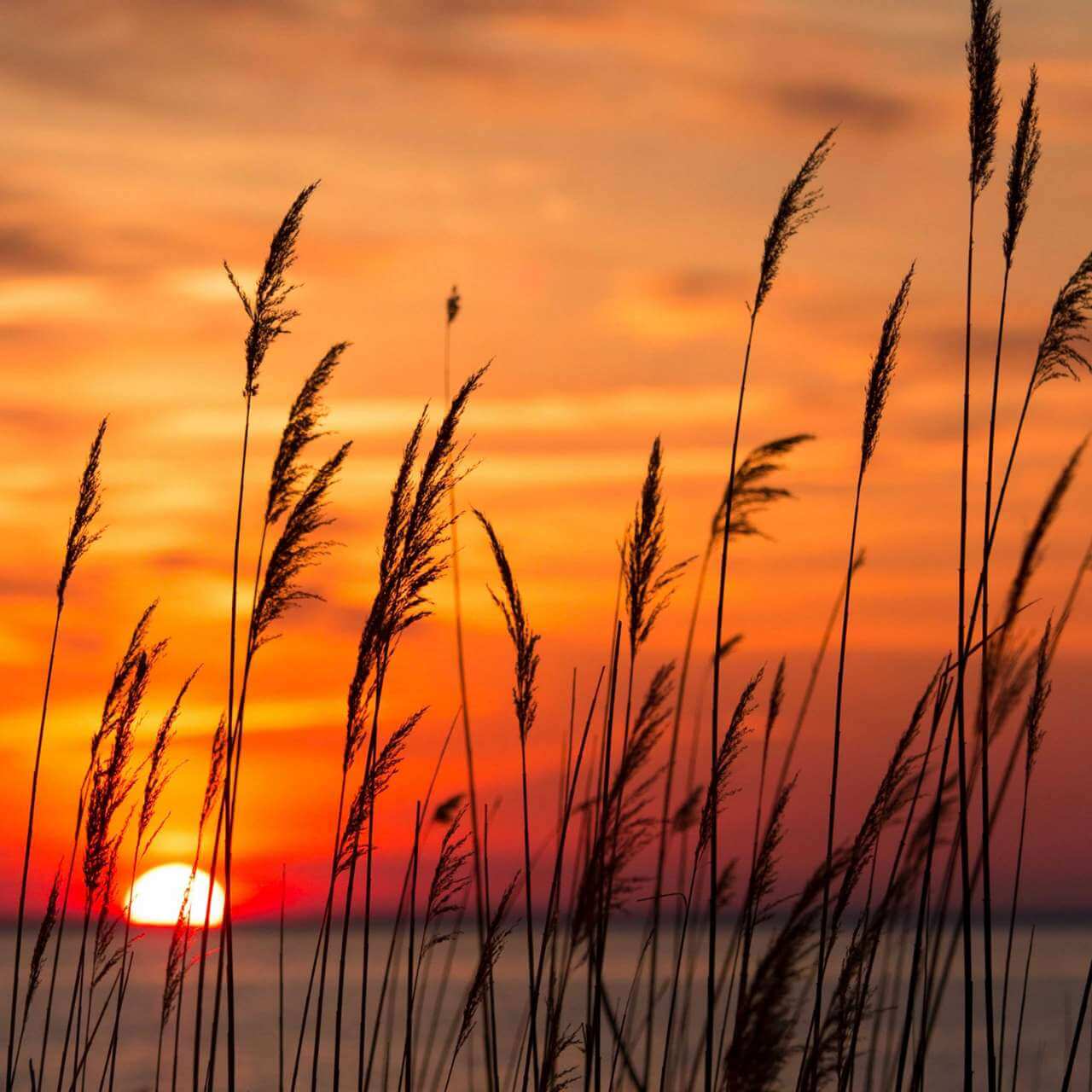 Summer Background & Wallpaper to Try