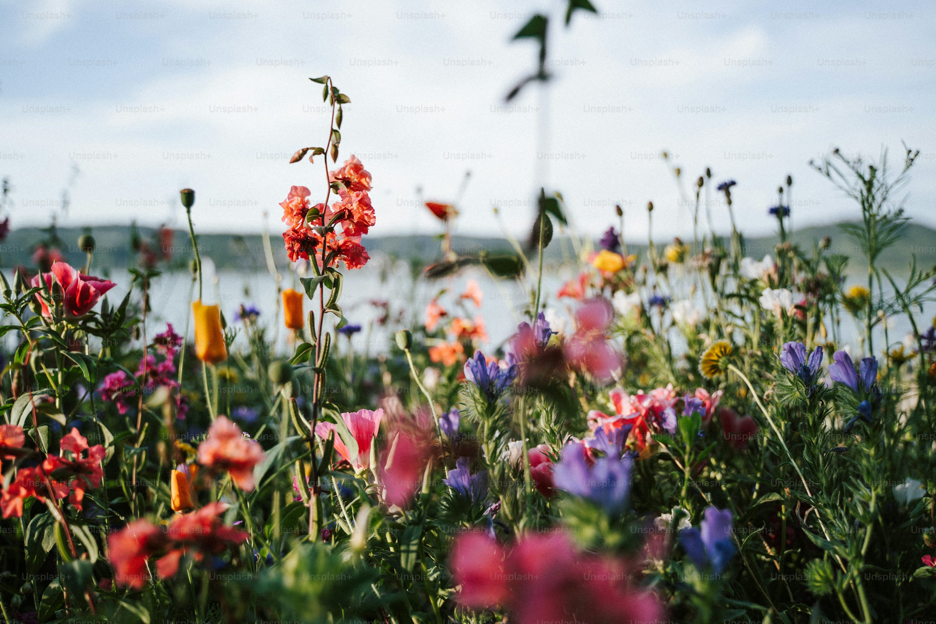 Nature Summer Picture. Download Free