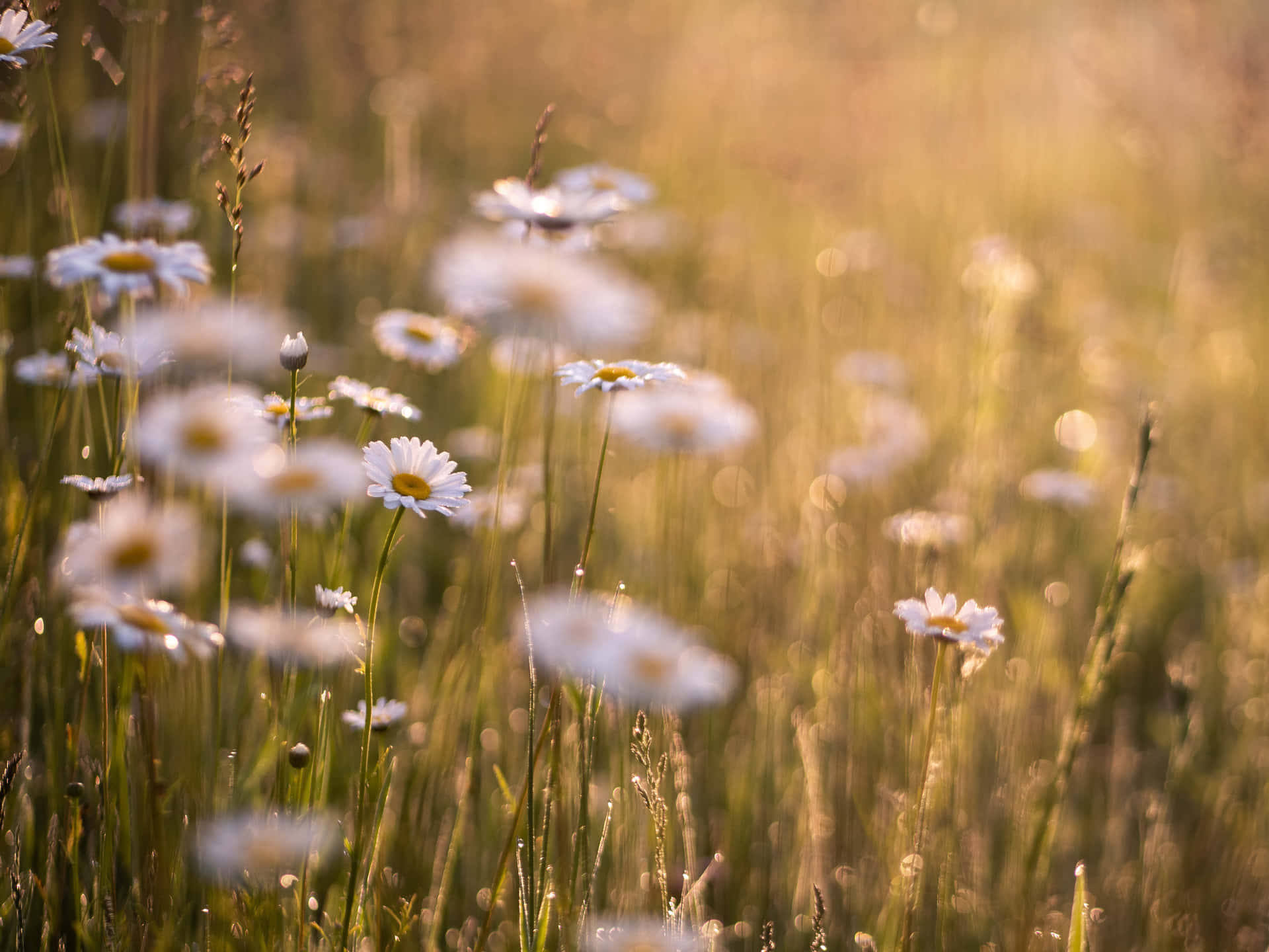 Wild Flowers Wallpaper