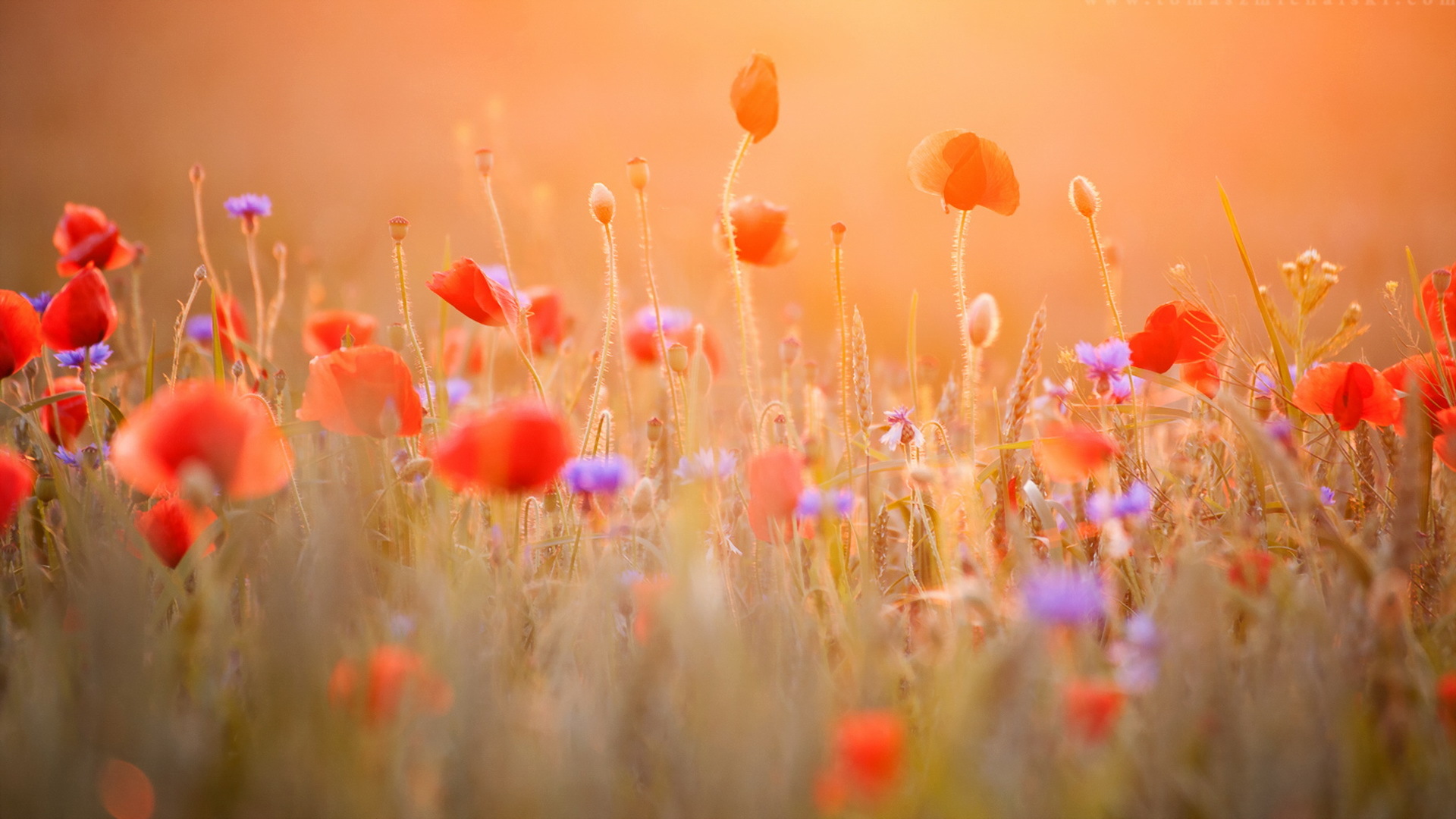 Sunny Flower Nature Poppy HD Wallpaper
