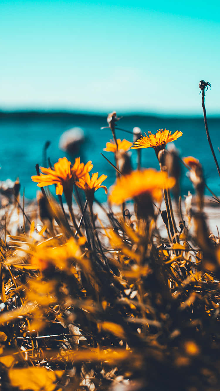 Summer Aesthetic Wallpaper