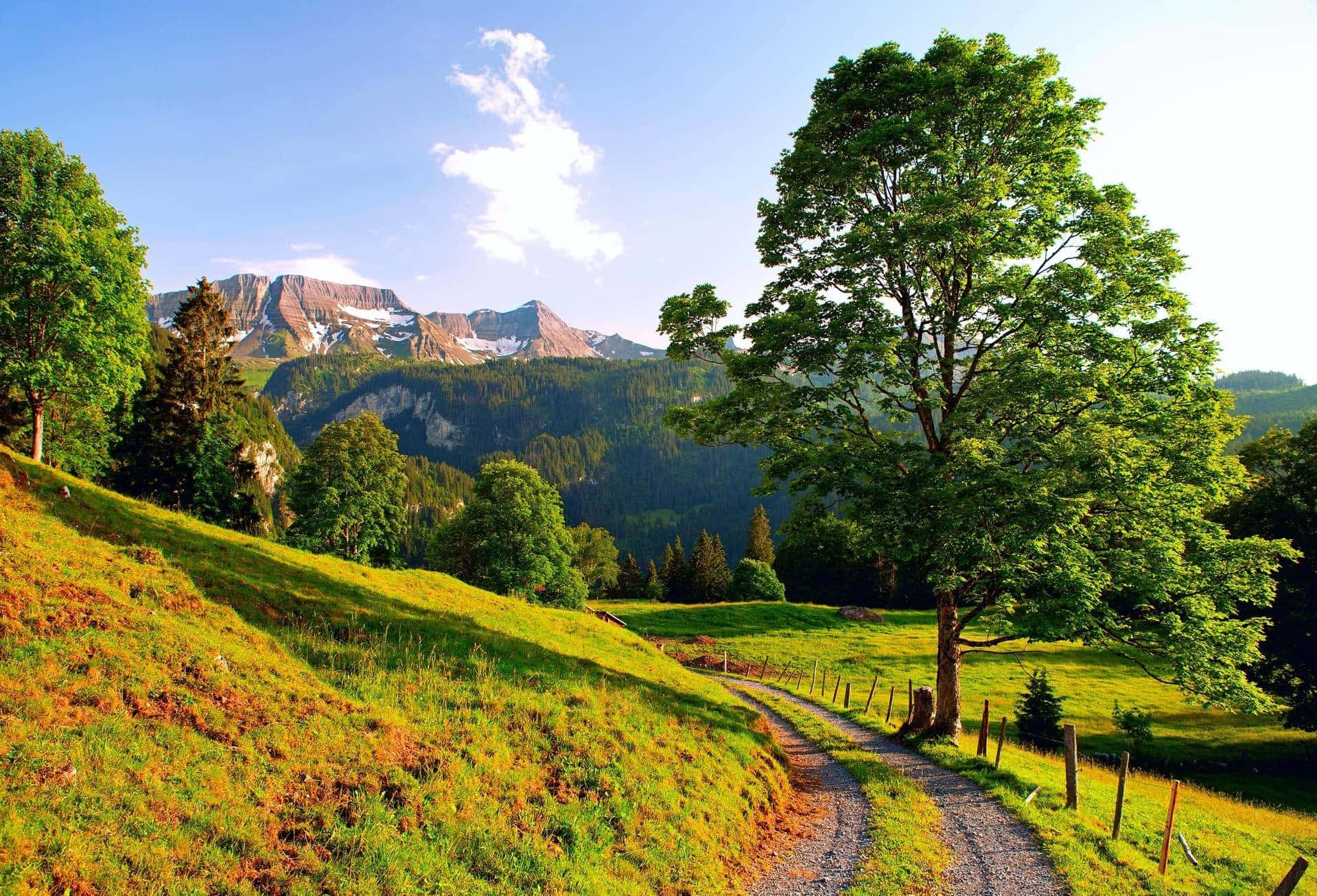 Free Aesthetic Nature HD Wallpaper
