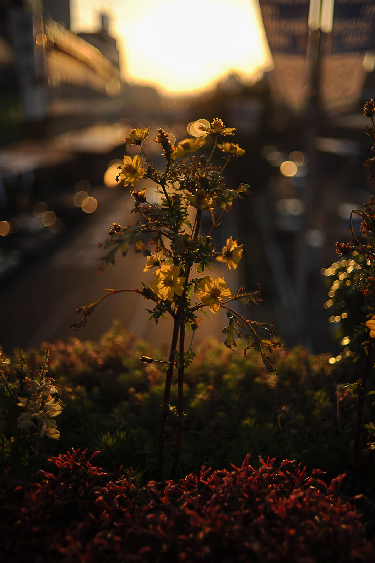 Download Summer Aesthetic Flower Focus