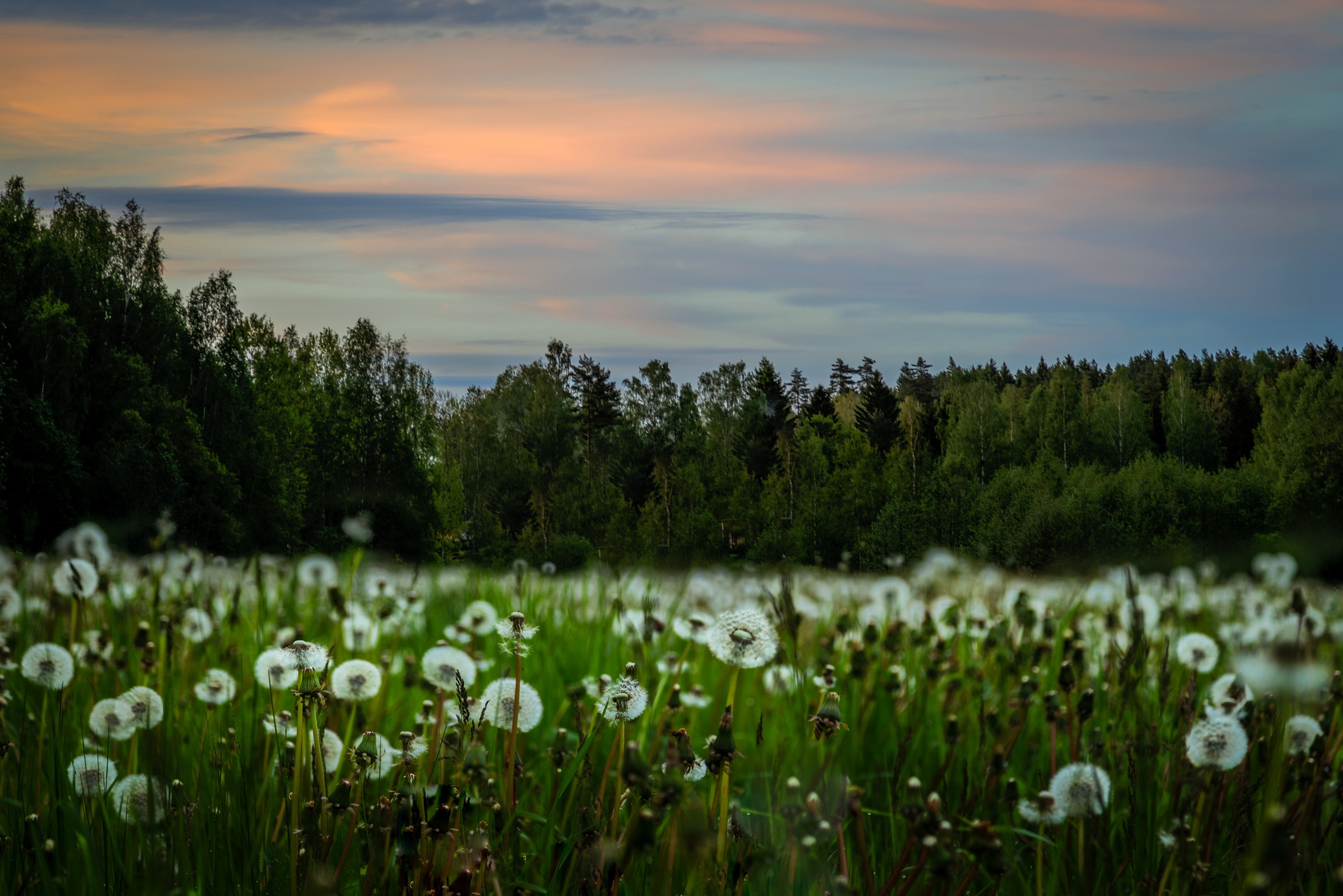 Nature Summer Dandelion HD Wallpaper
