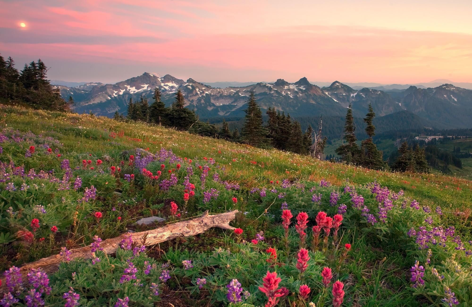 pink celosia, hills, mountains, flowers