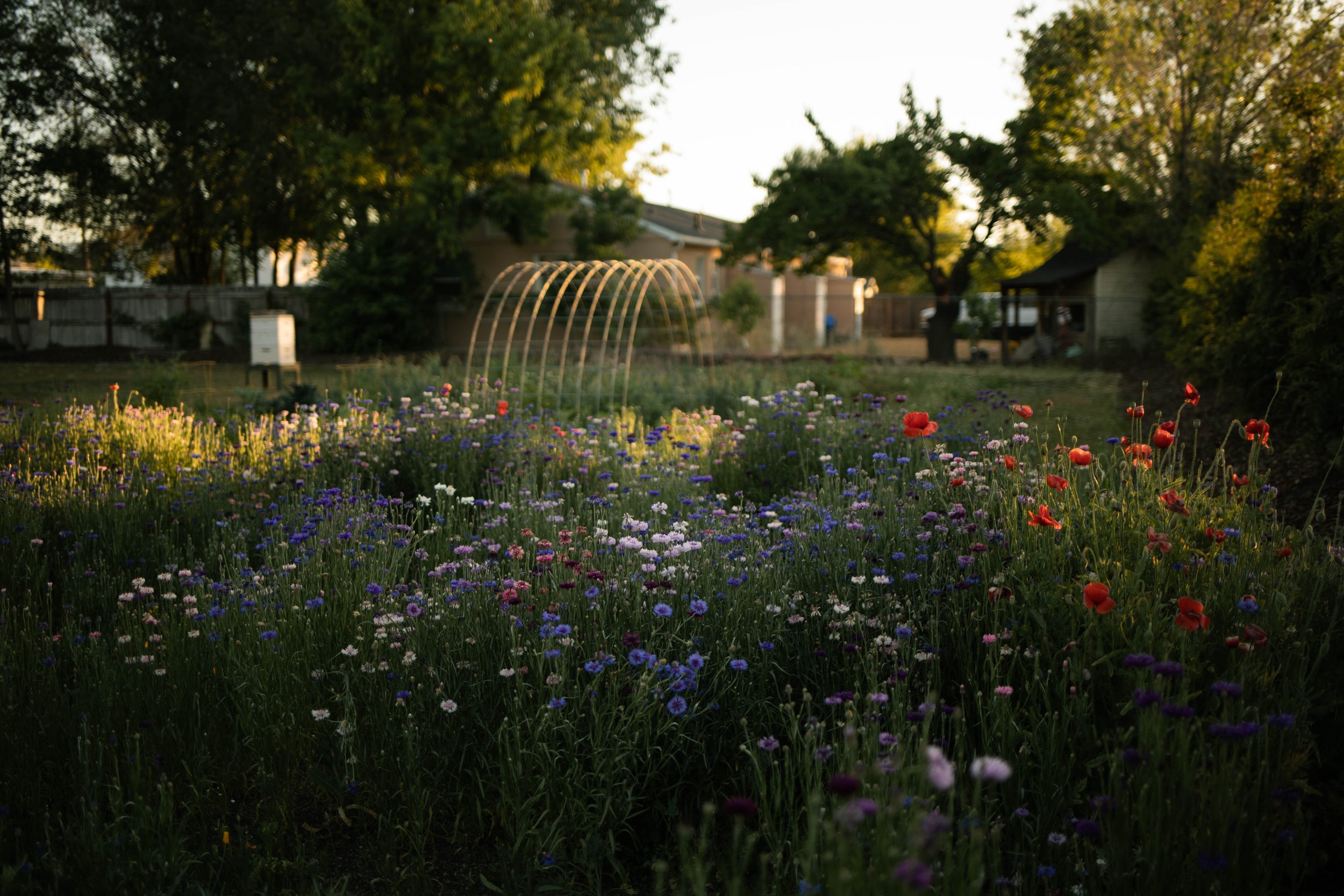 Native Wildflower Meadow