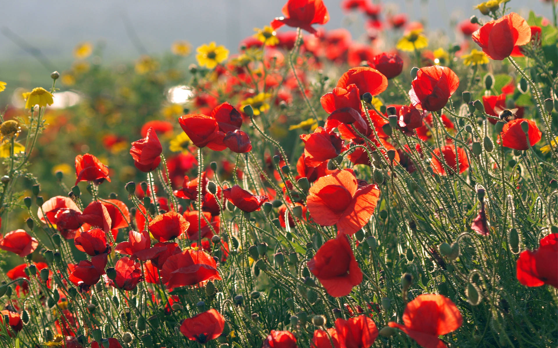 Download free Summer Blooms Wallpaper