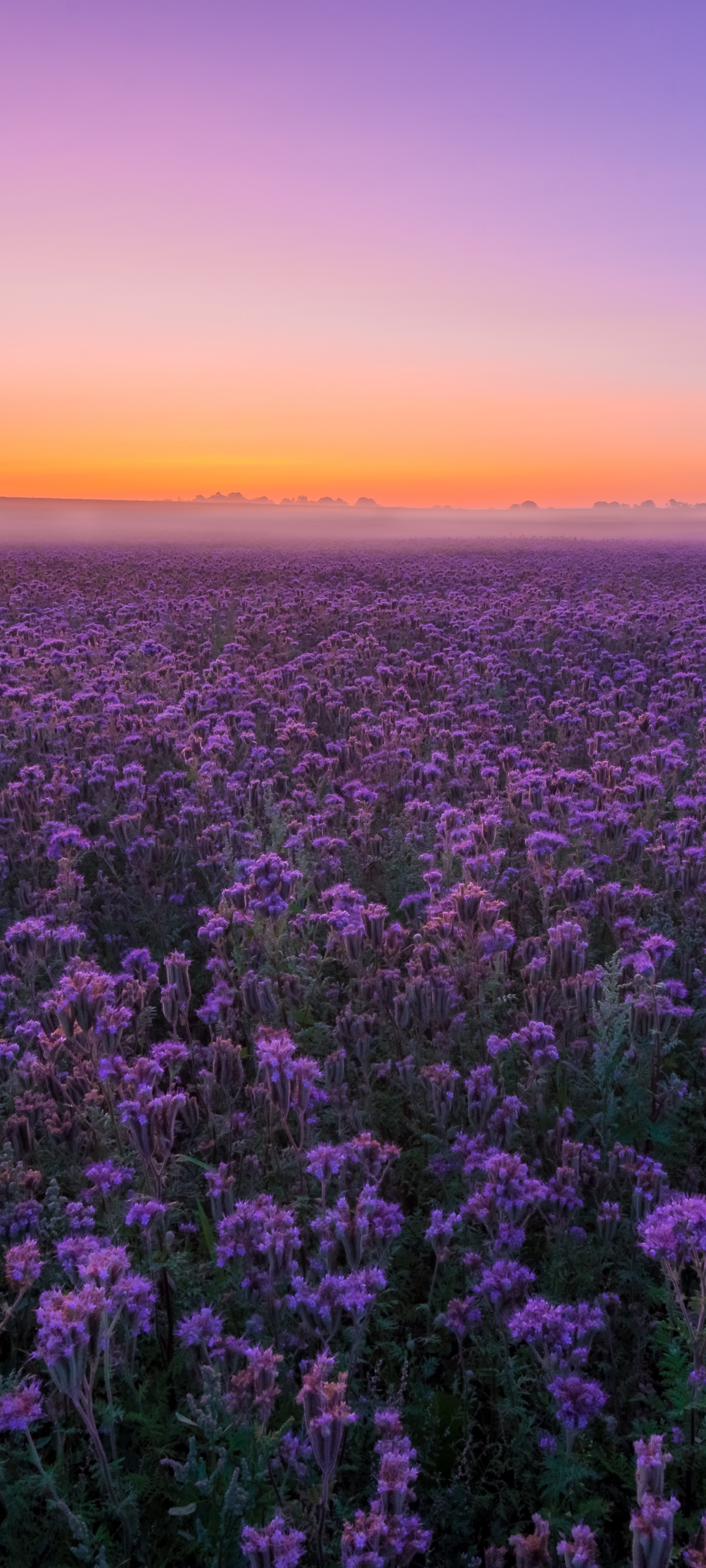 Download Purple Flower Sunset Landscape