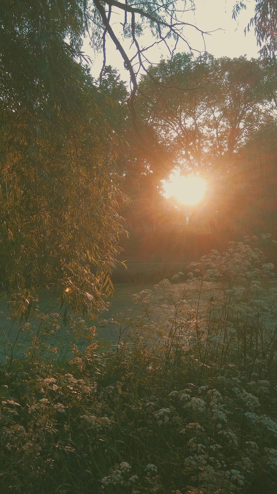 summer sunset. Nature aesthetic