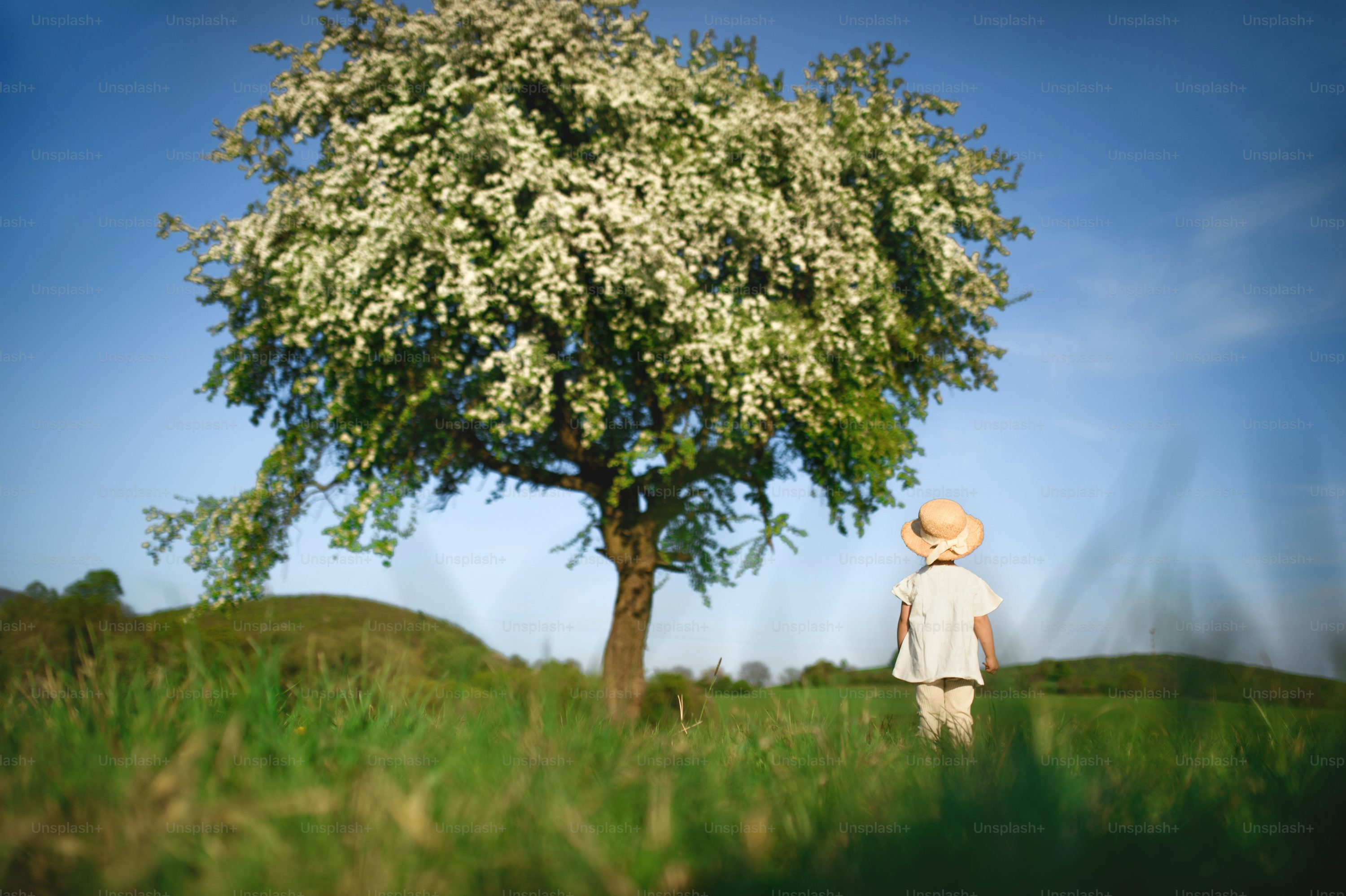 Summer Tree Picture. Download Free