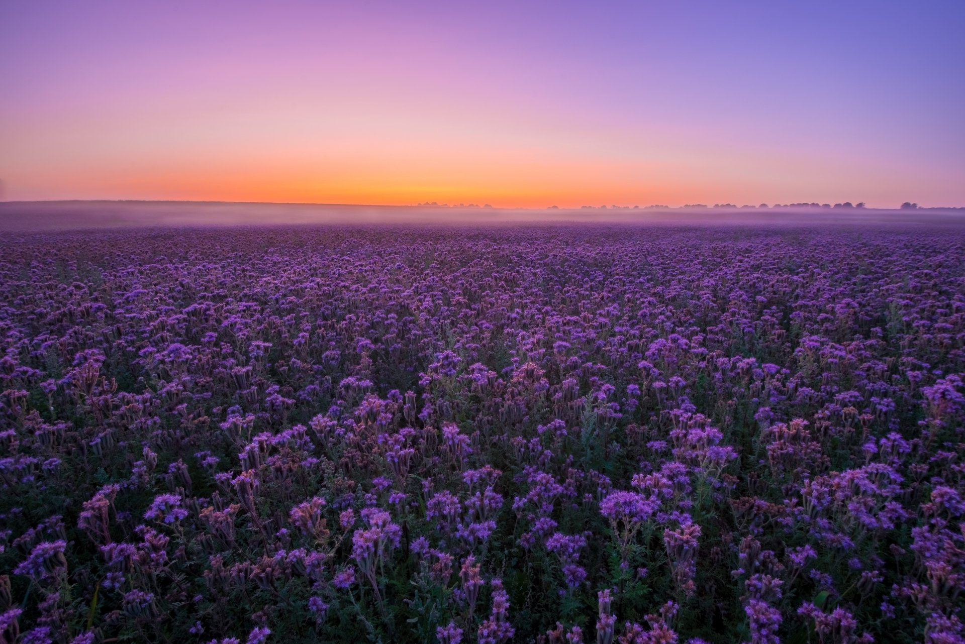 Nature Flower 4k Ultra HD Wallpaper