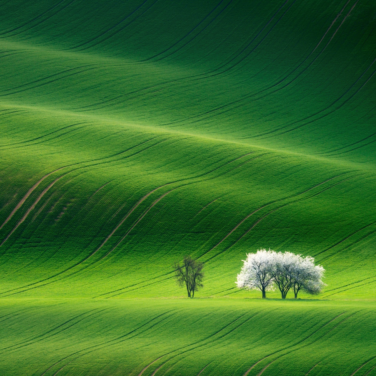 Grassland Wallpaper 4K, Green