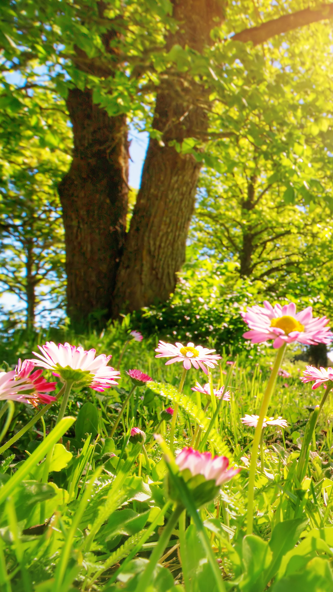 pink spring daisy flowers in sunny day