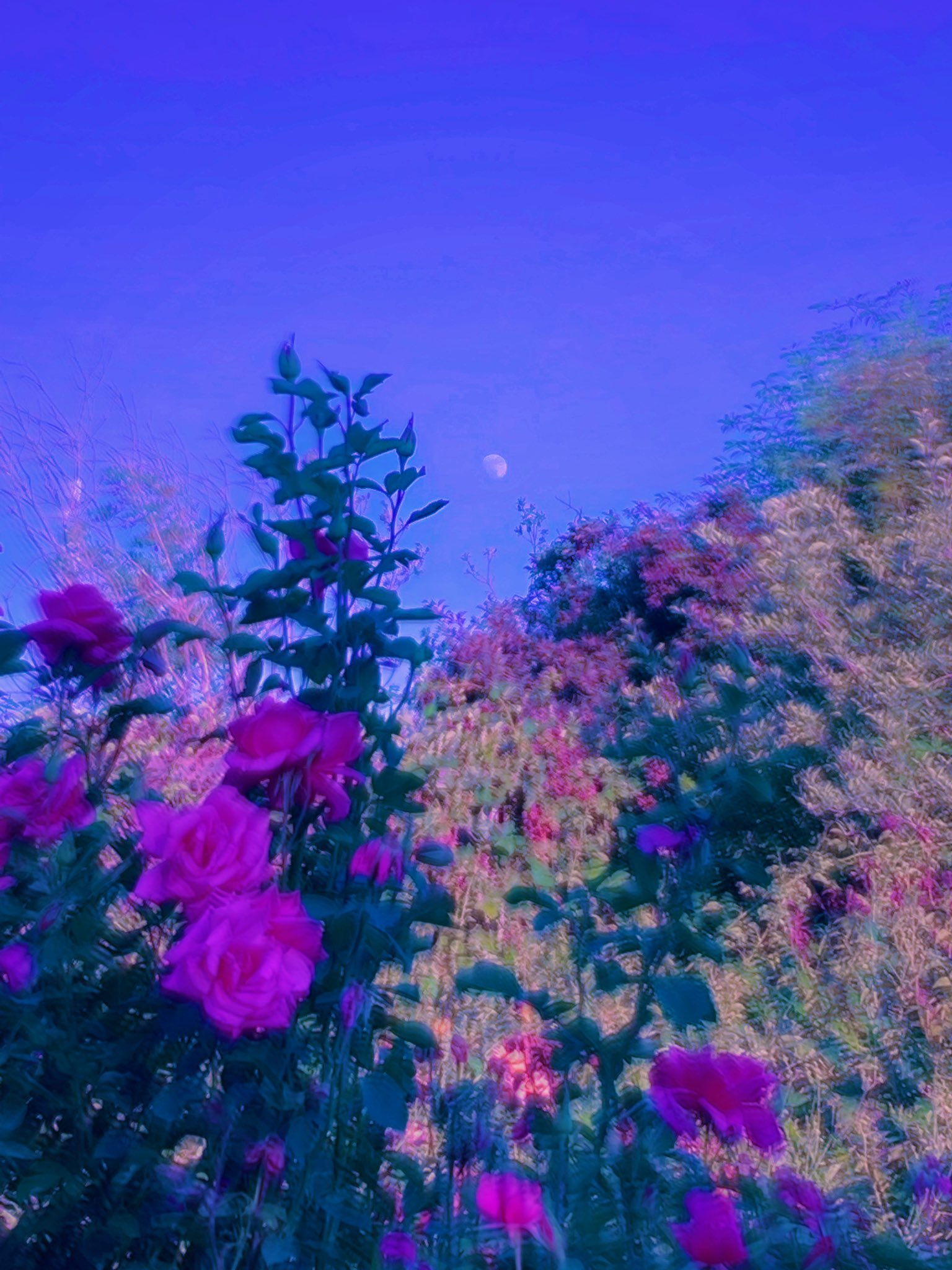 summer #roses #pink #purple #aesthetic