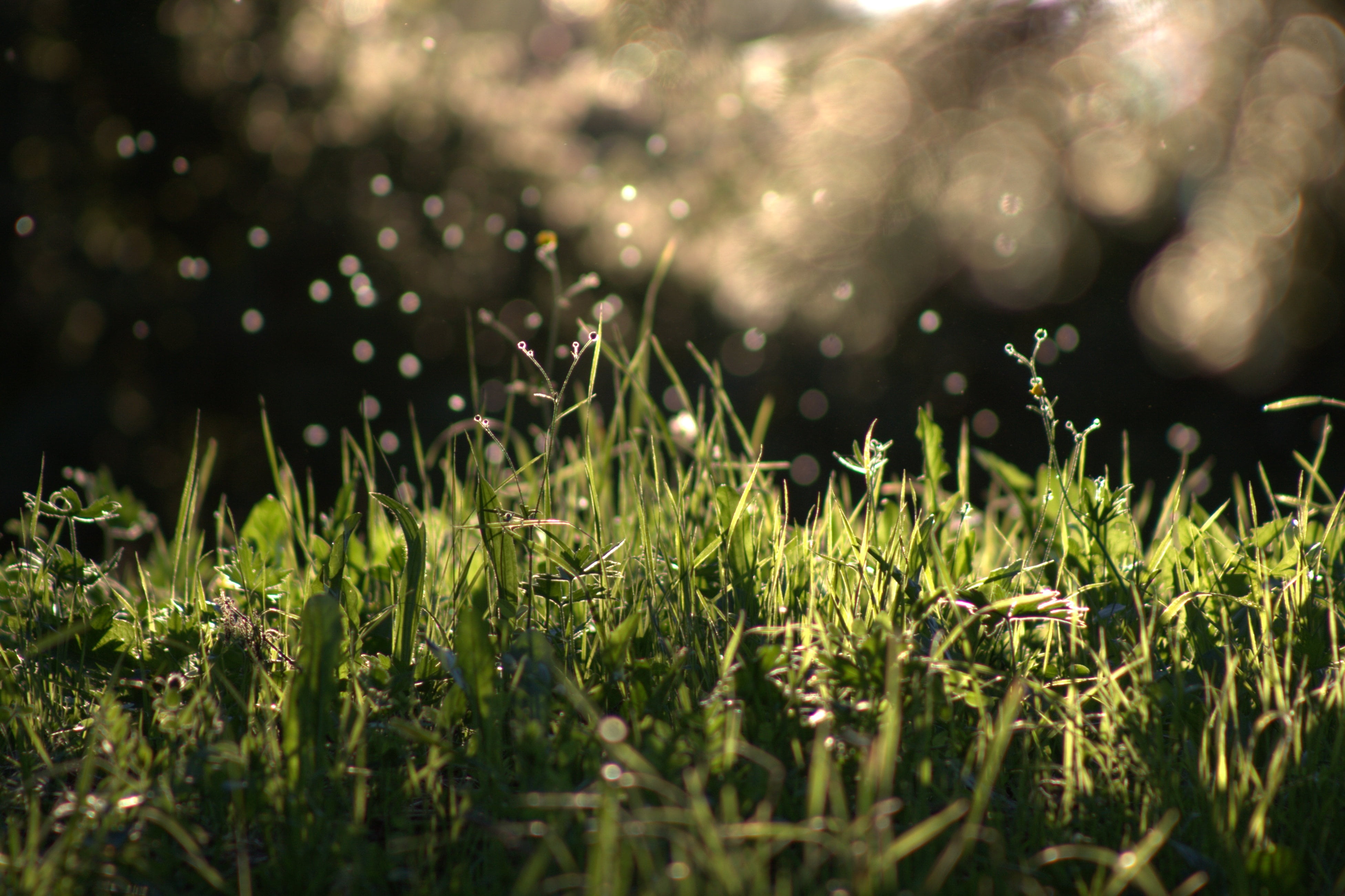 Timelapse photography of green grasses