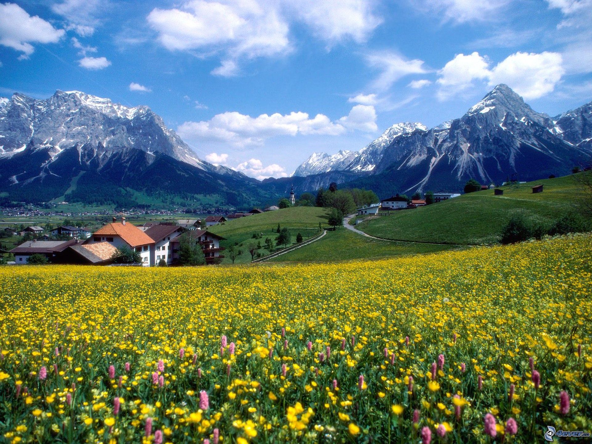 Yellow flowers