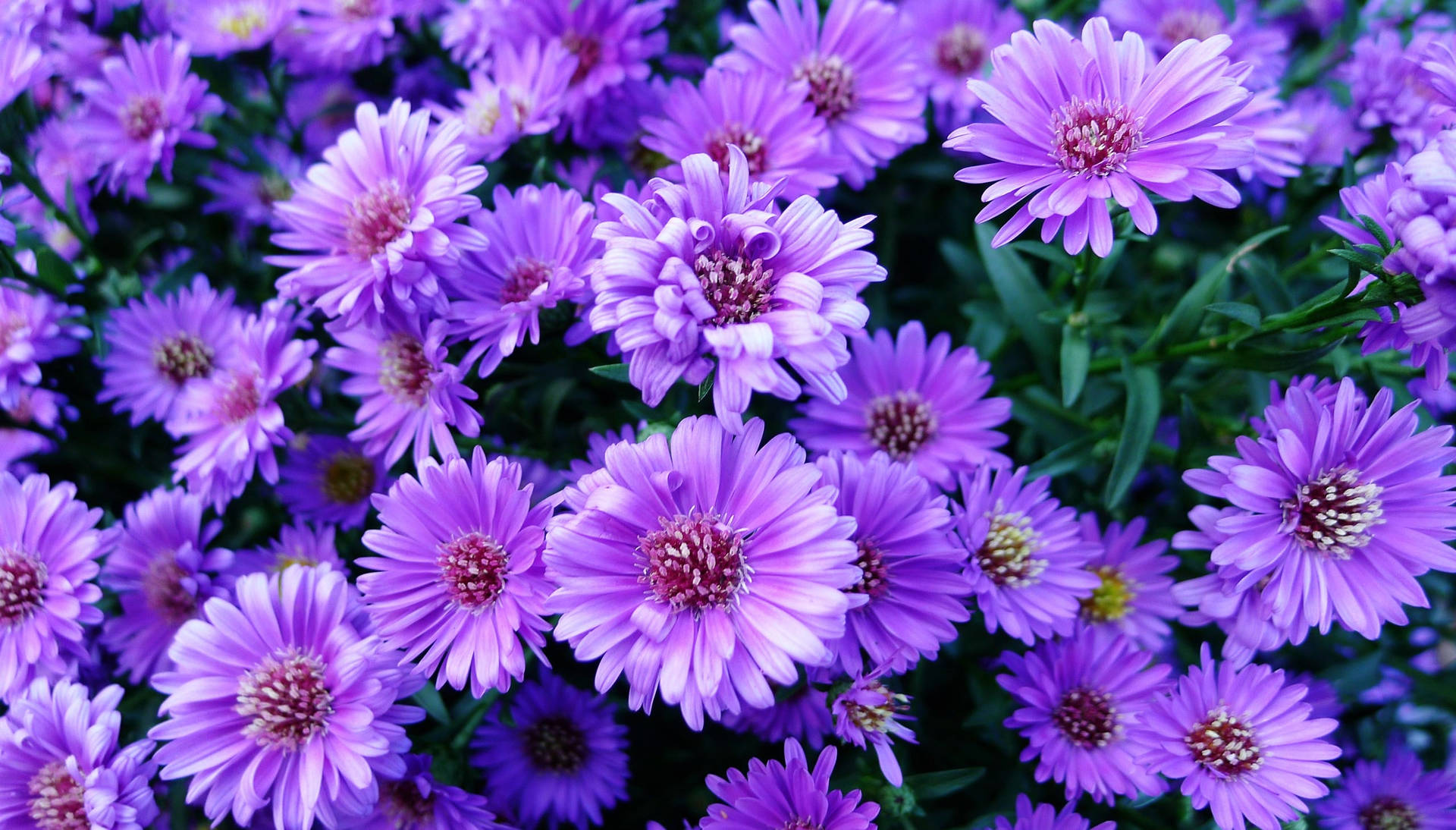 Download Aster Purple Flowers Summer