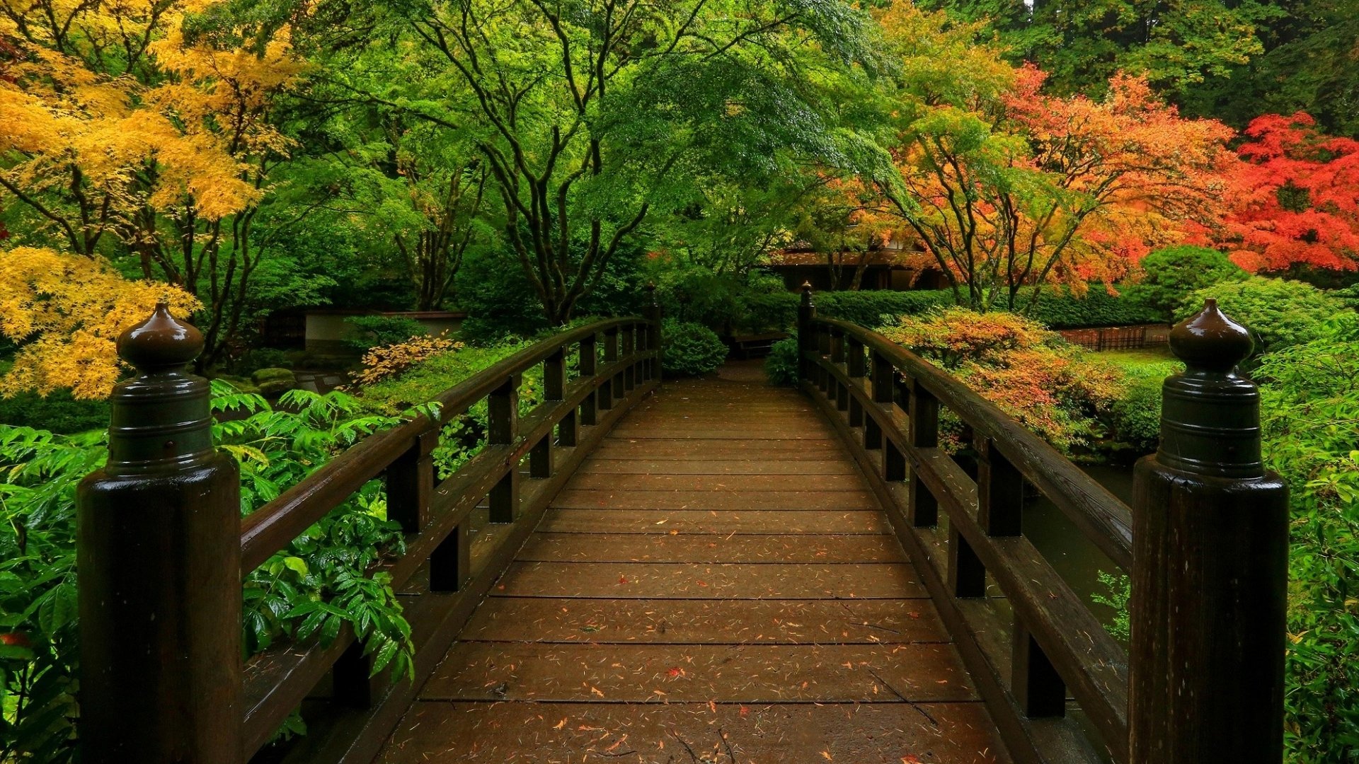 Tranquil Fall Bridge in a Japanese Garden