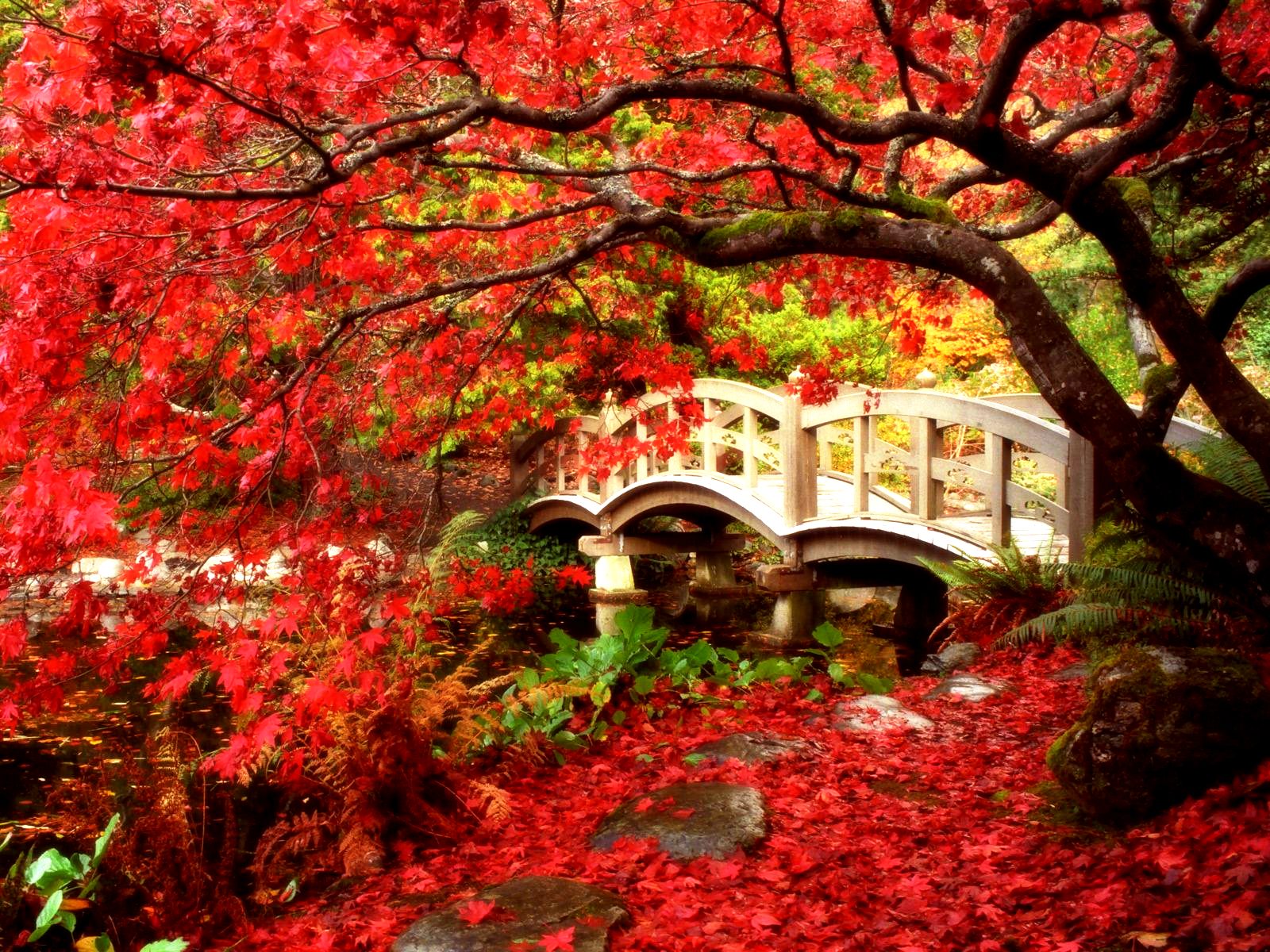 Phone wallpaper: British Columbia, Japanese Garden, Leaf, Garden, Canada, Fall, Bridge, Bridges, Man Made, Maple Tree, Tree 521280