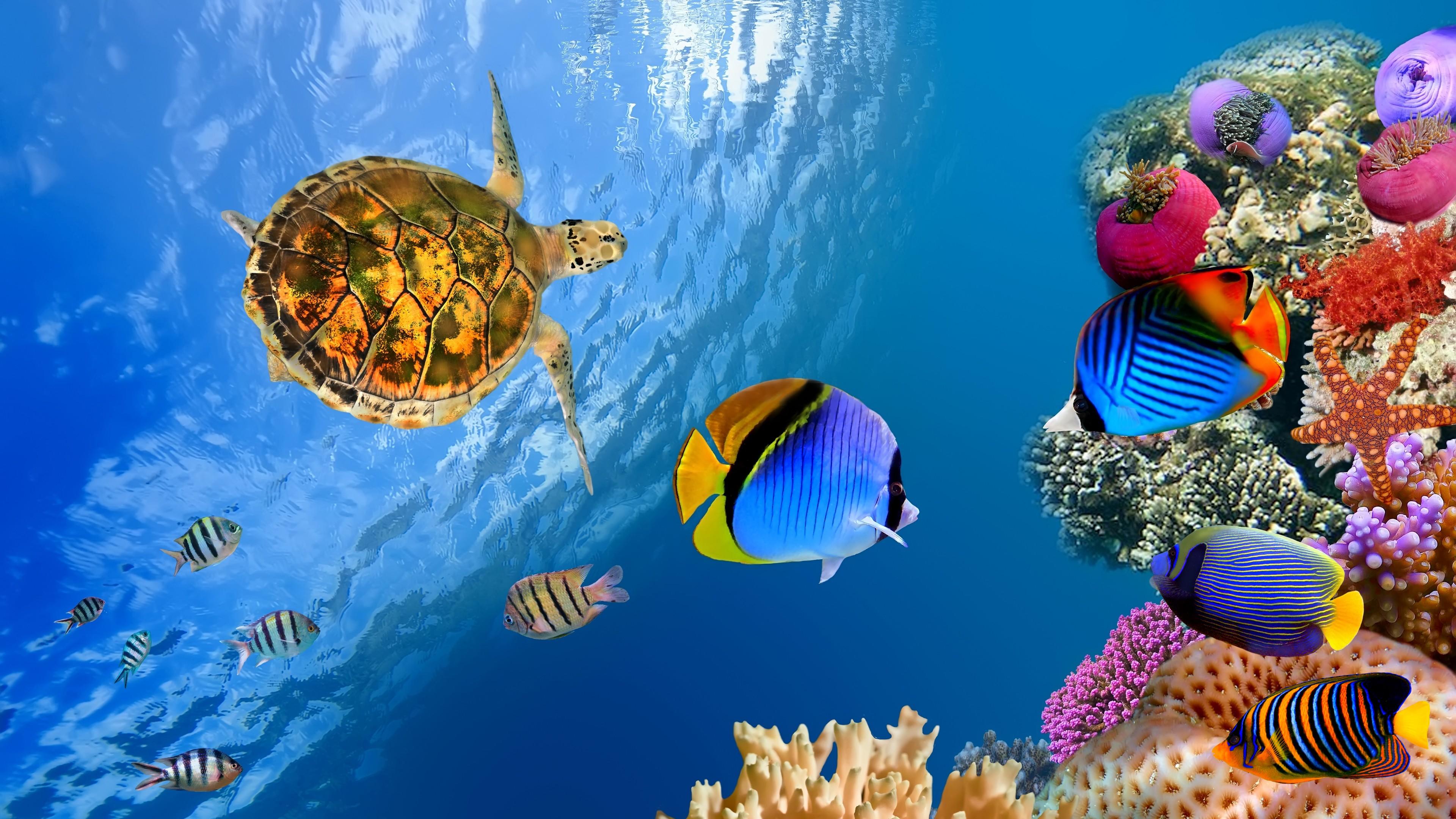 Sea, Ocean, Animal, Fish, Underwater