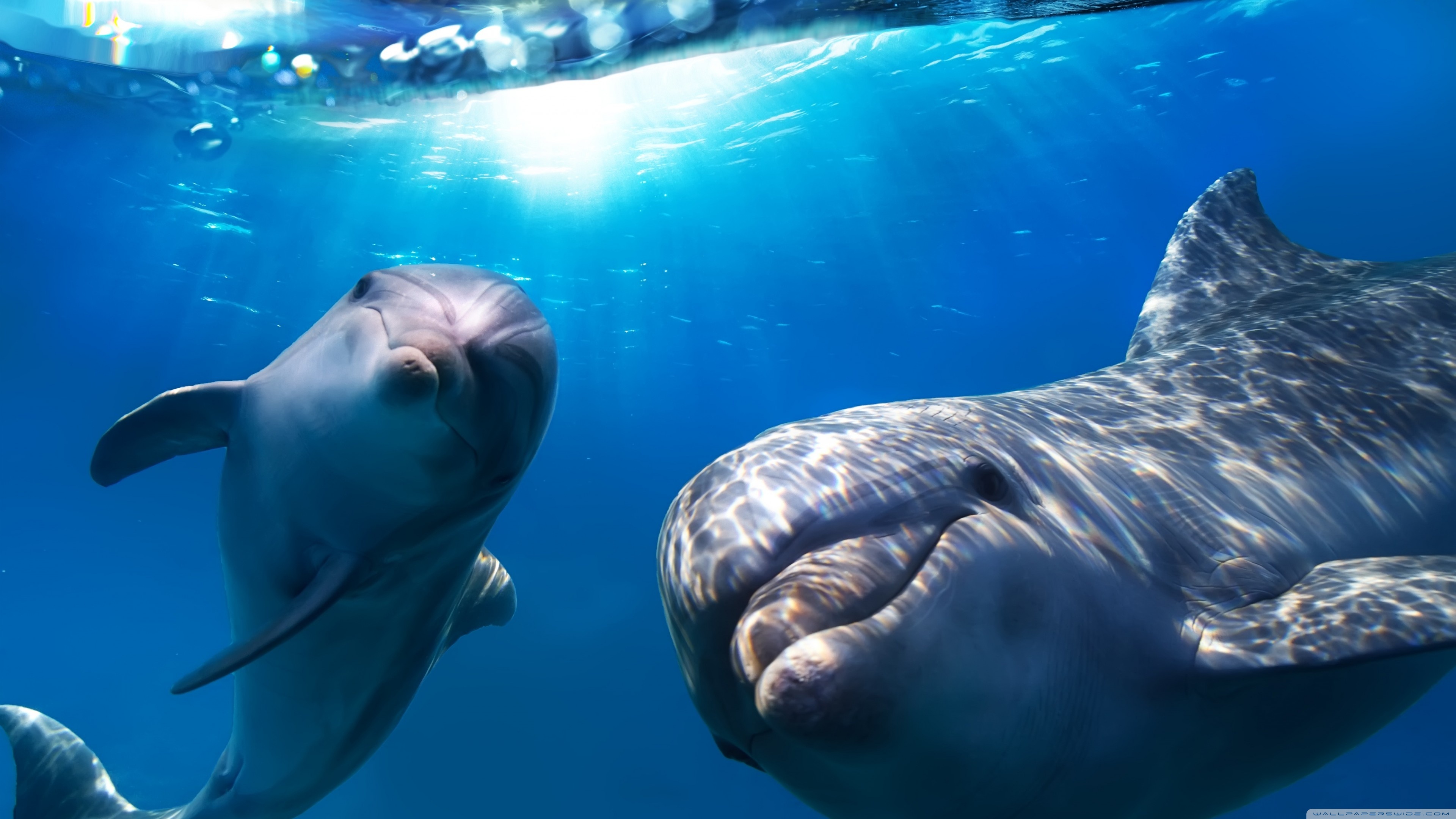 Dolphins Underwater Ultra HD Desktop