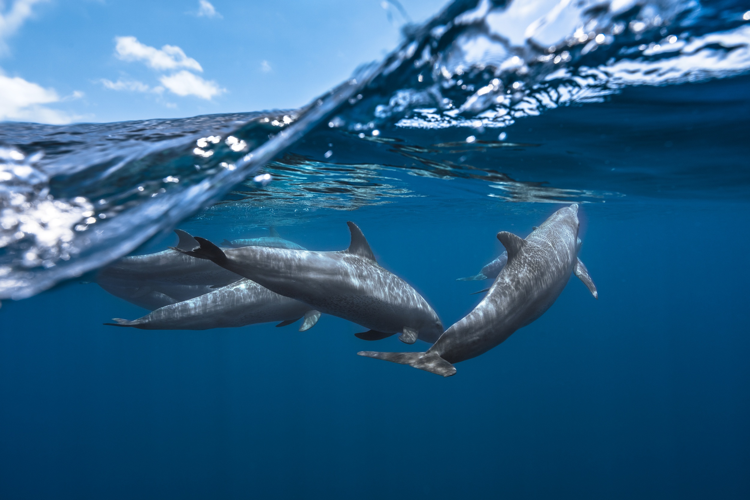 HD desktop wallpaper: Animal, Dolphin