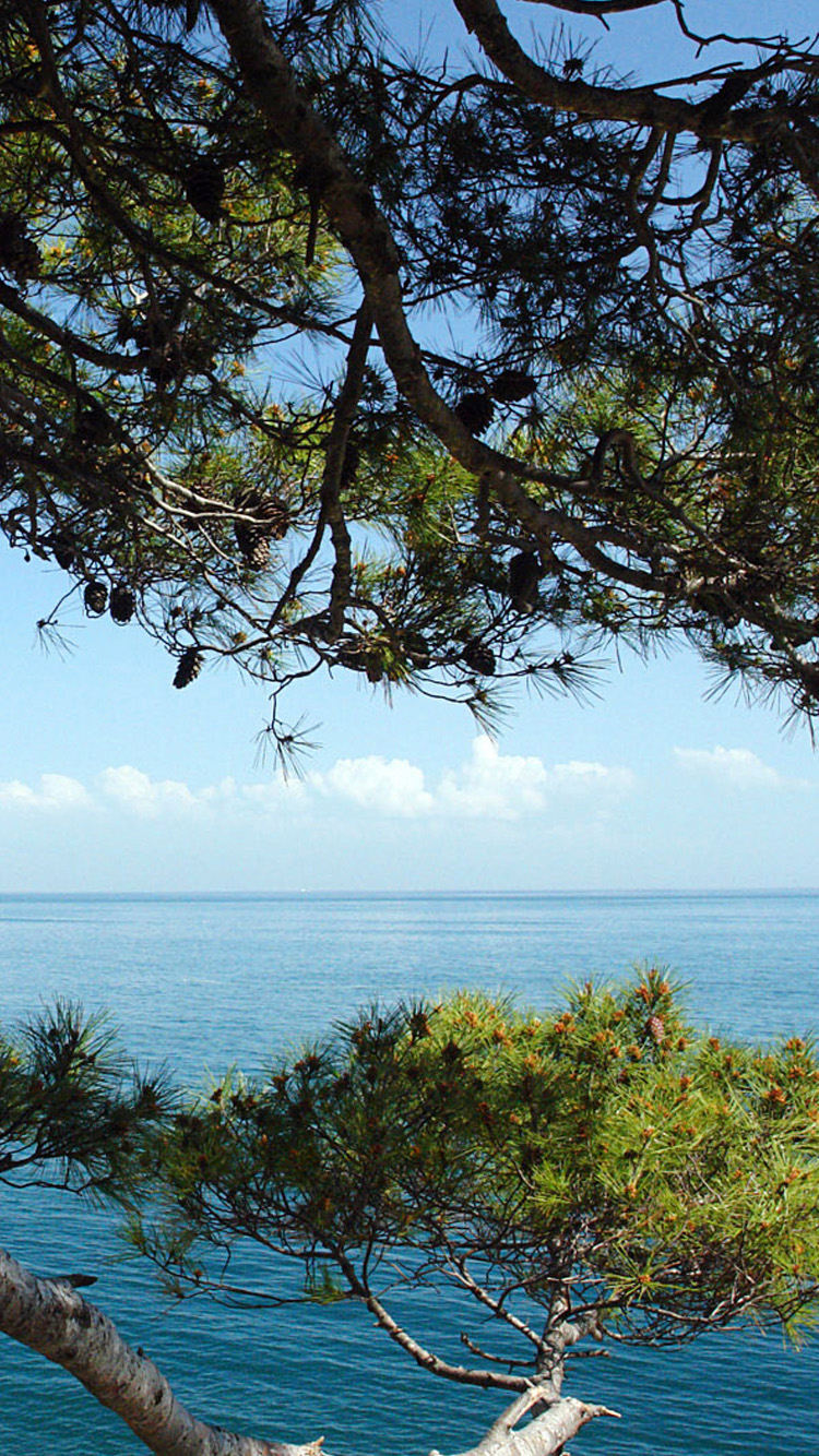 Natural Free Download Wallpaper for Phone