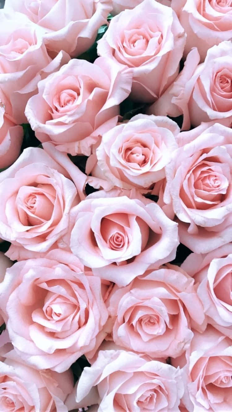 Light Pink Floral iPhone Wallpaper