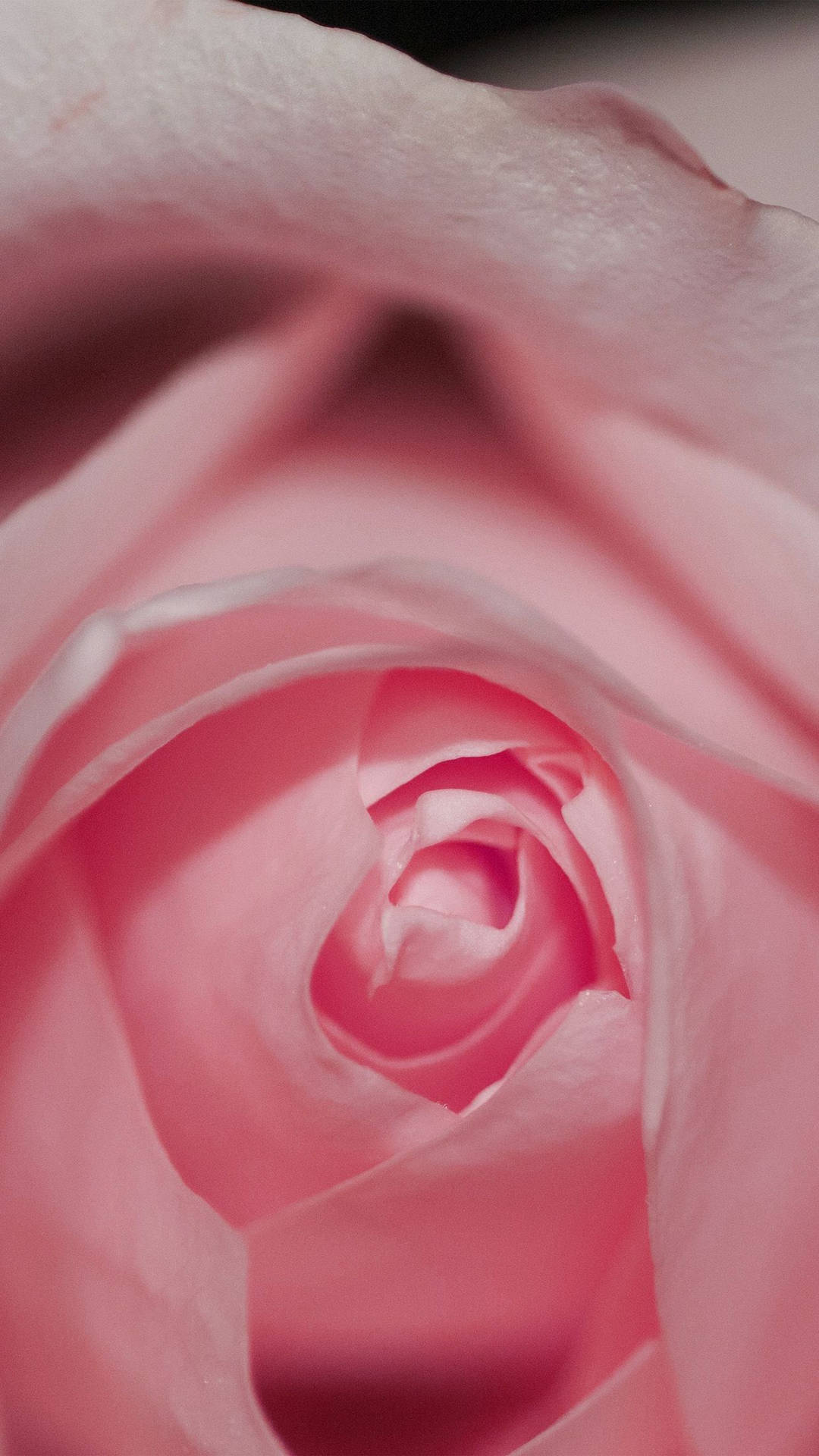 Download free Pink Rose iPhone Cropped