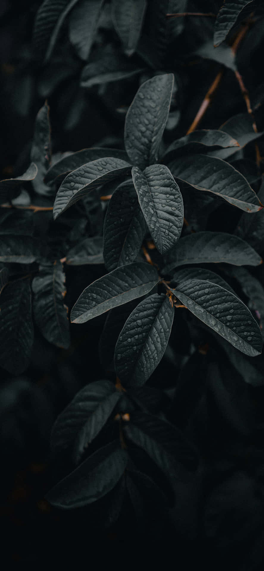 iPhone 11 Pro Black Wallpaper