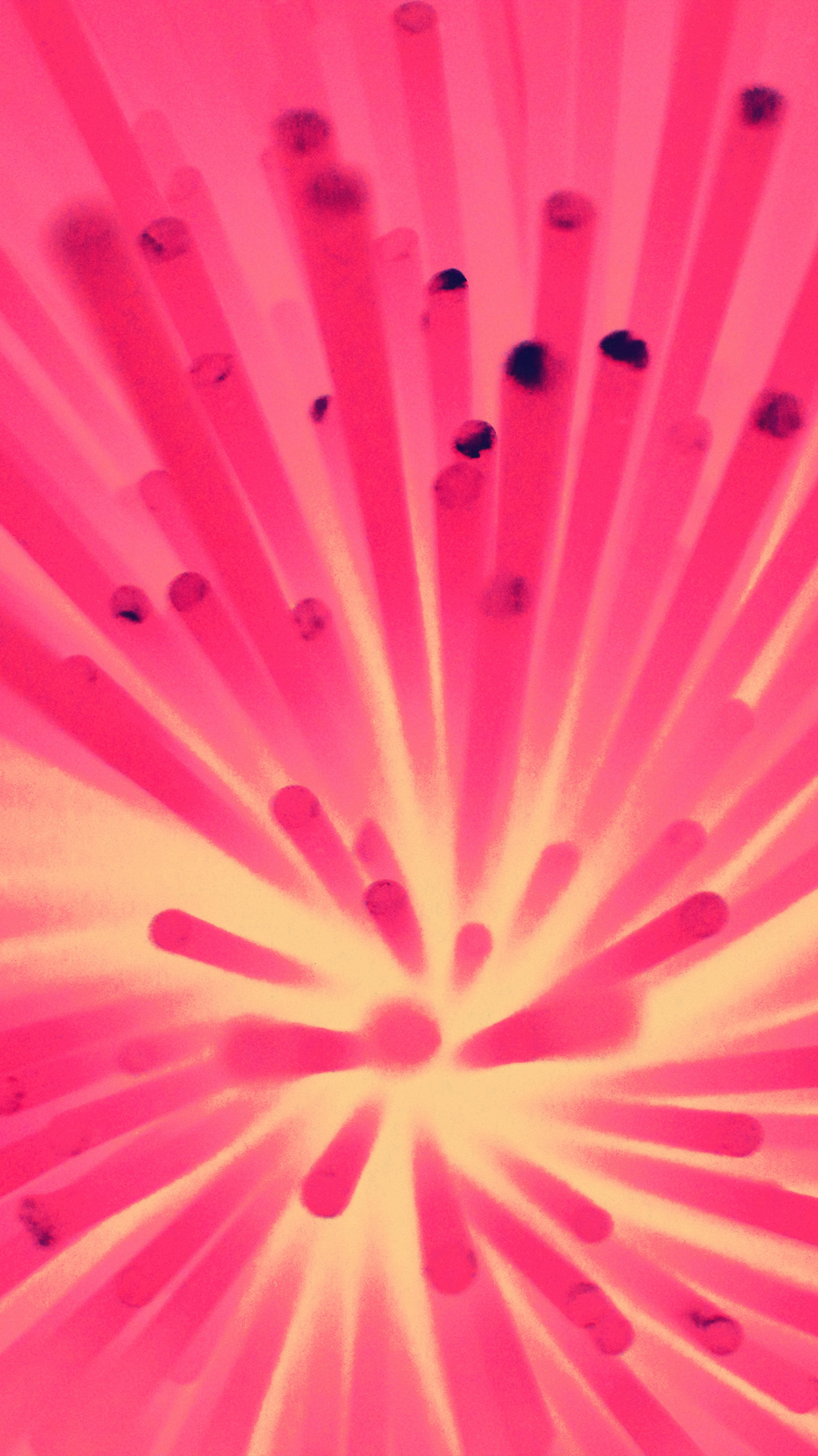 Pink Pattern Background Wallpaper