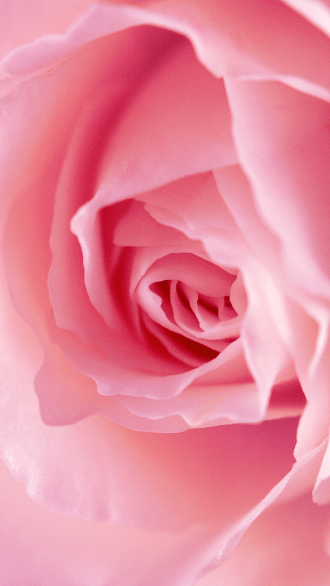Pink Rose Blossom iPhone 13 Wallpaper