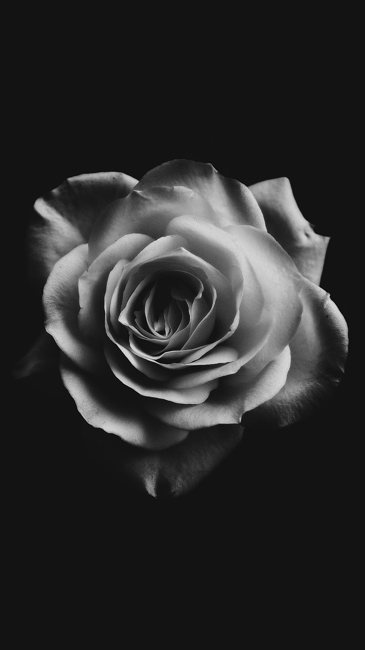 Flower White Dark Minimal Nature Bw