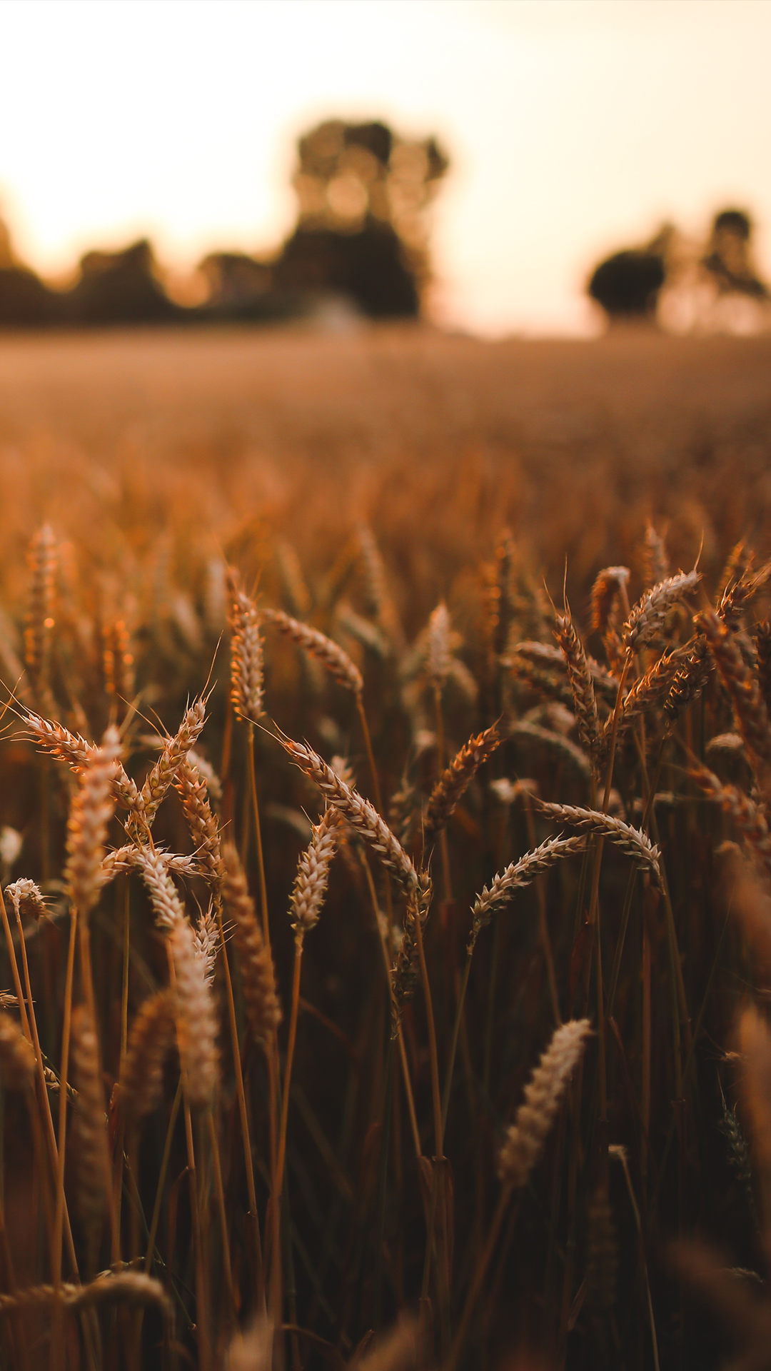 Wheat Field iPhone Wallpaper HD 4K