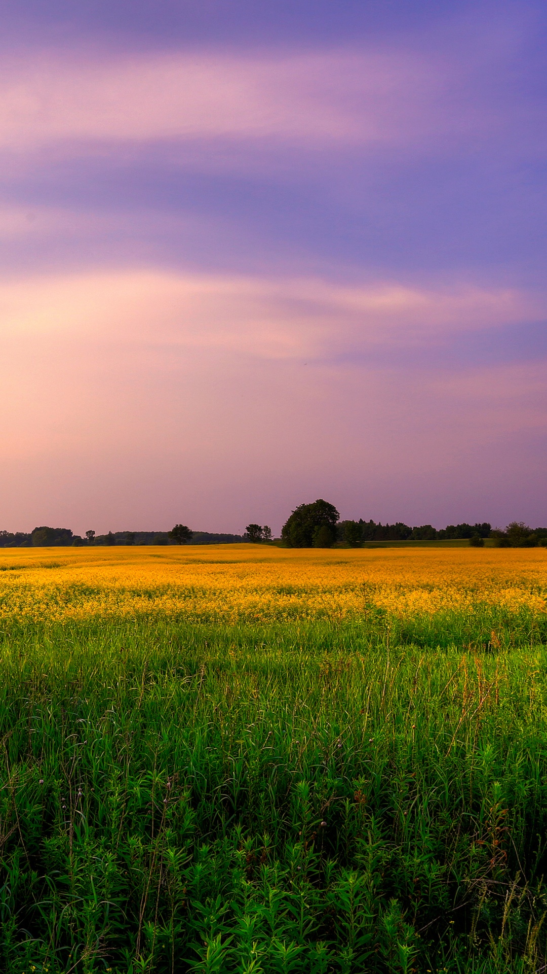 Farm Land Wallpaper 4K, Green Fields
