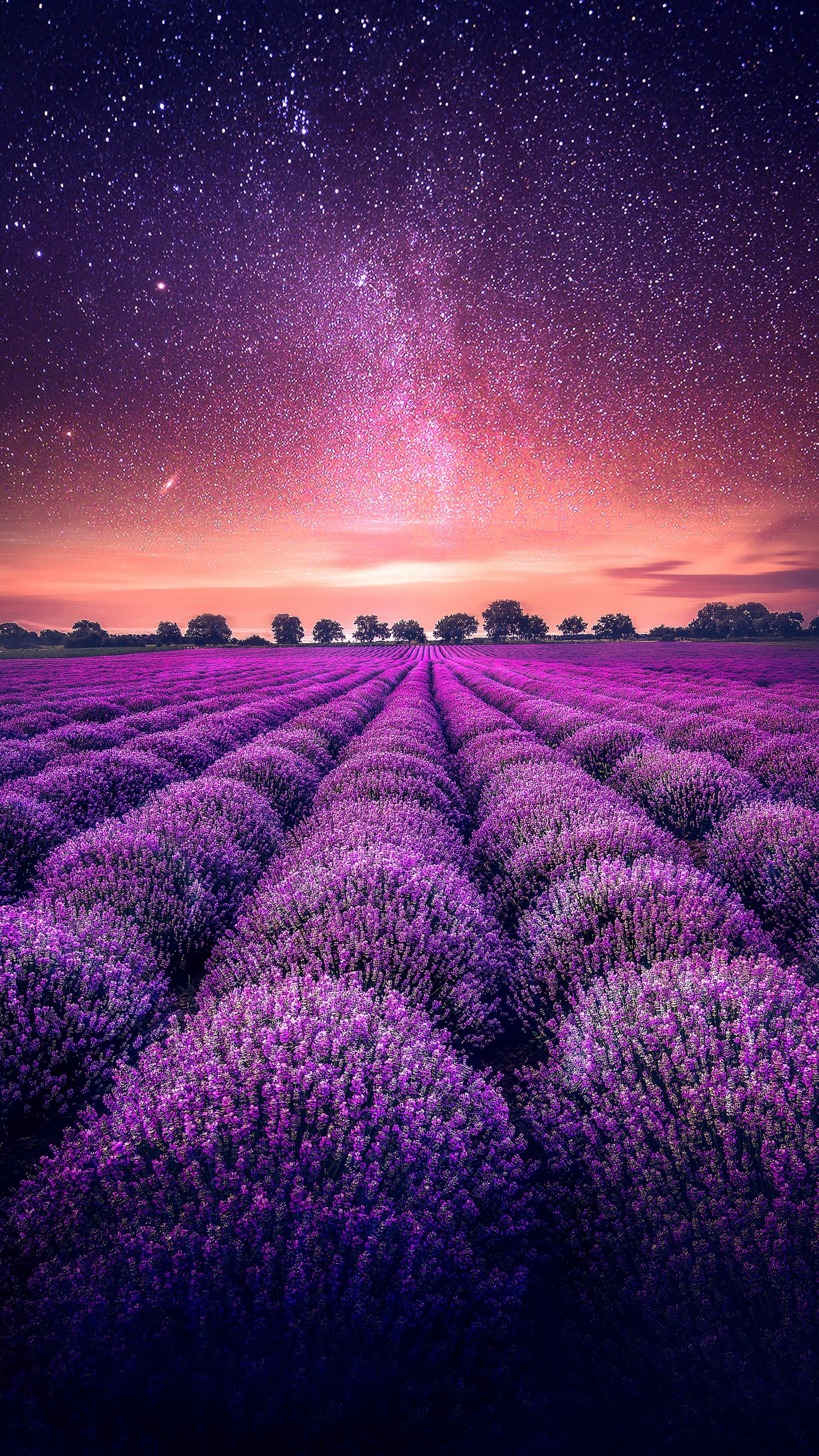 Lavender farm Wallpaper 4K, Lavender