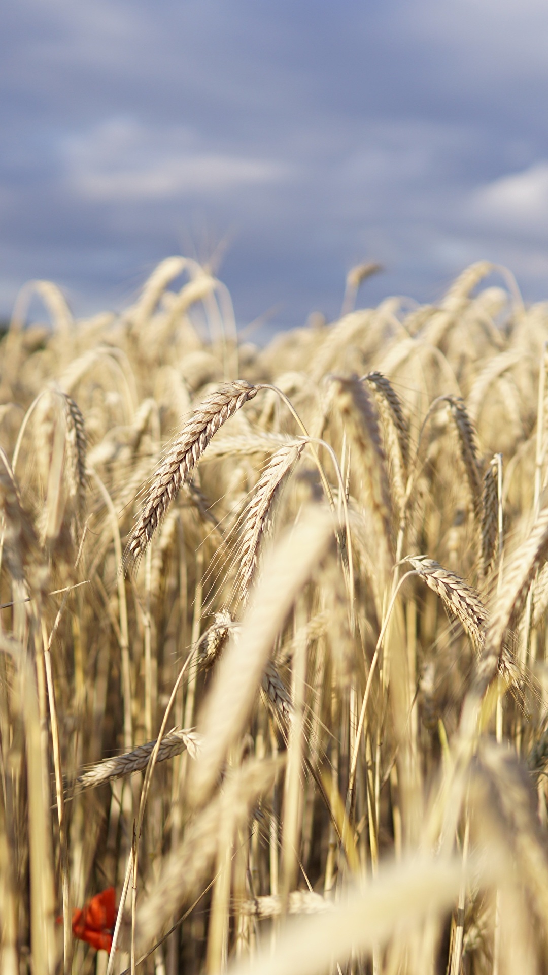 Desktop Wallpaper Bokeh Wheat Nature