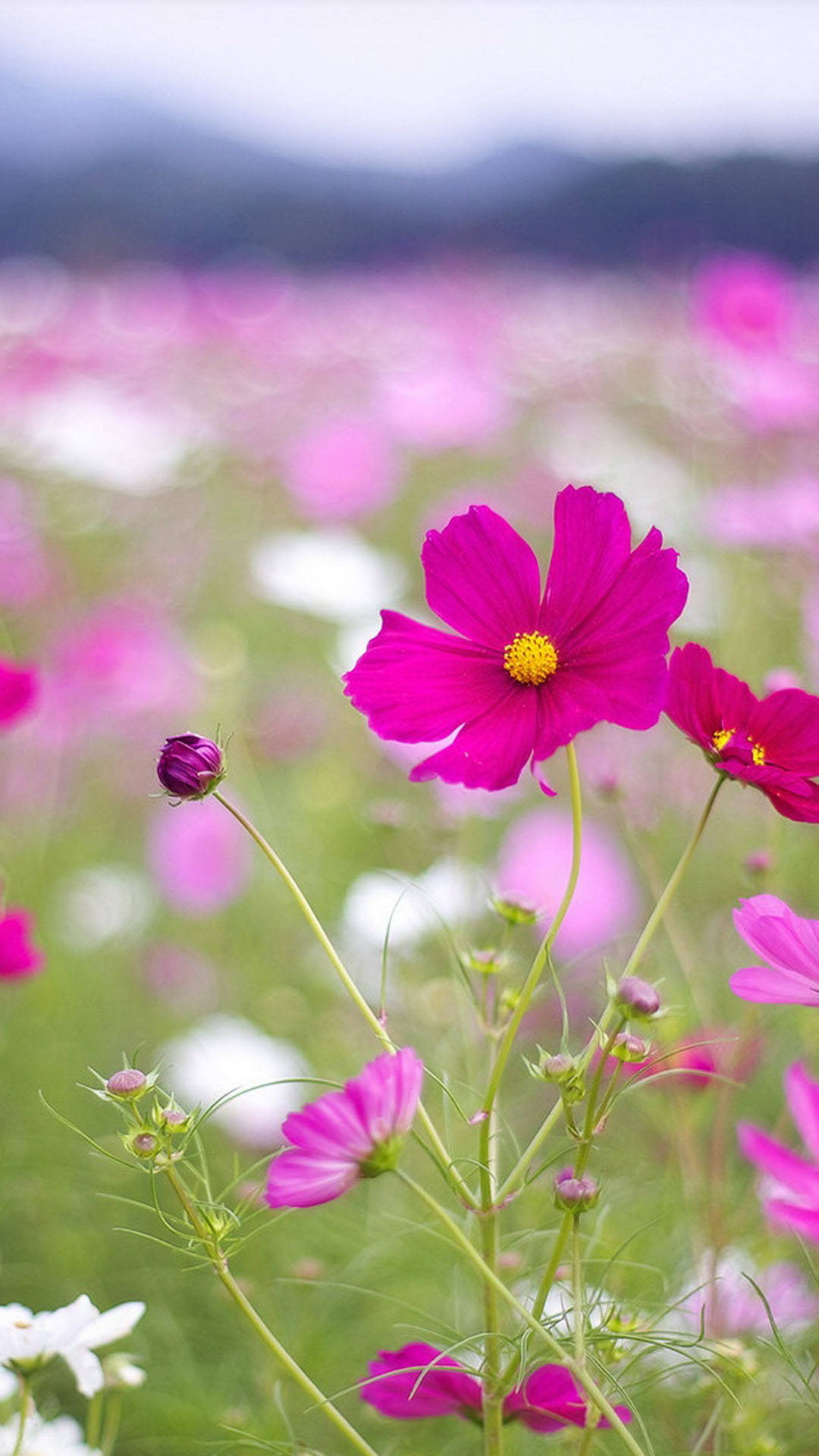 Download Cosmos Flower Field Beautiful